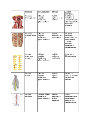 Anatom%C3%8DA+ Humana+2 - ANATOMÕA HUMANA IntroducciÛn y Generalidades ...