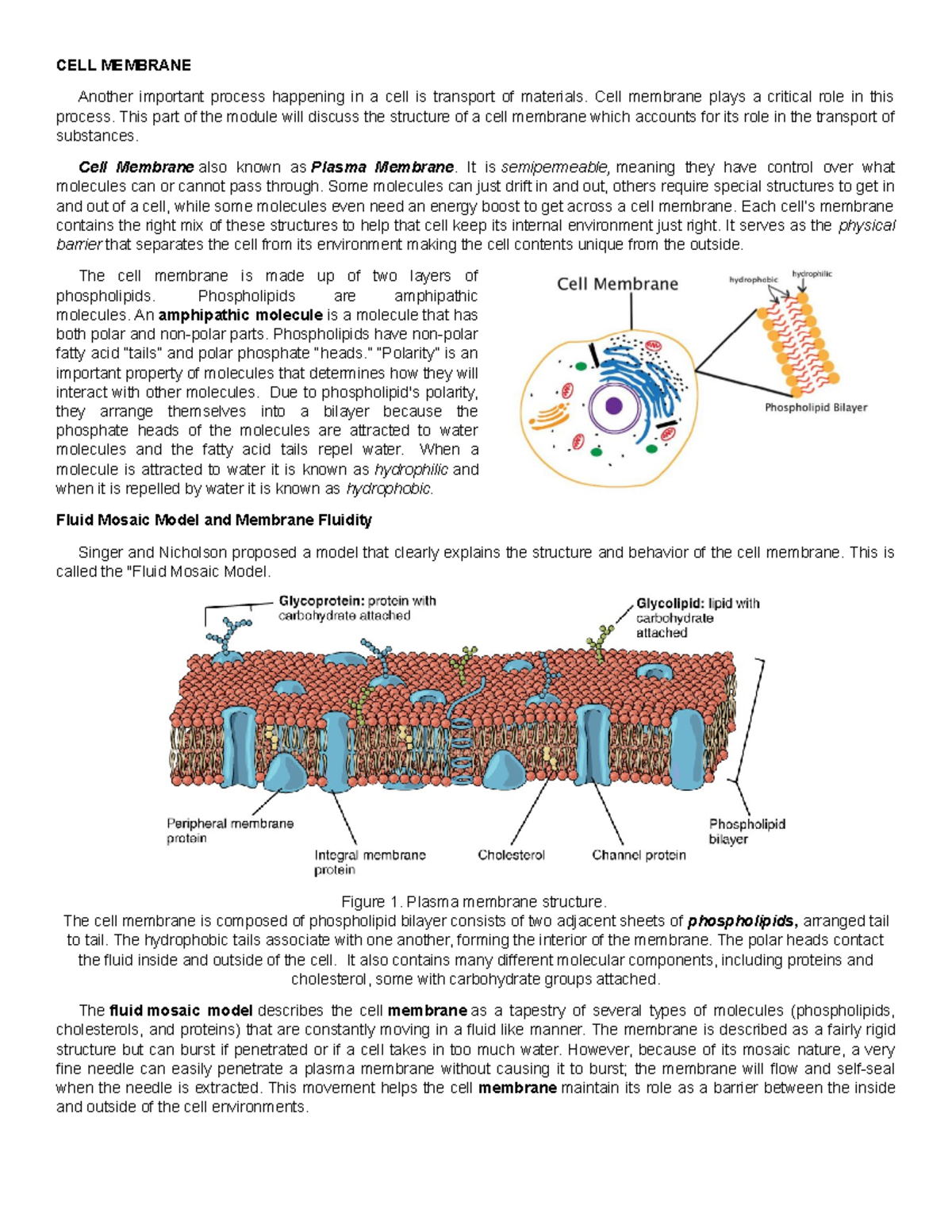 PLASMA/CELL MEMBRANE - CELL MEMBRANE Another important process ...