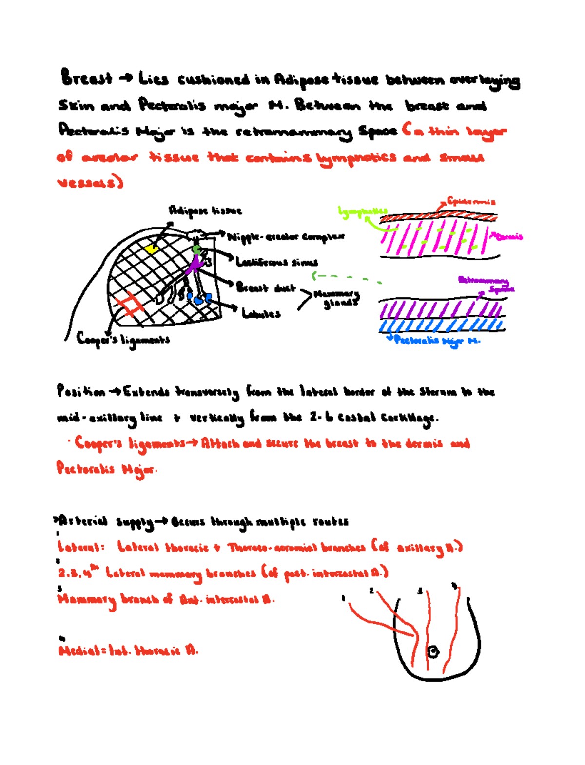 Anatomy and physiology of the breast - Breast Lies cushioned in Adipose ...