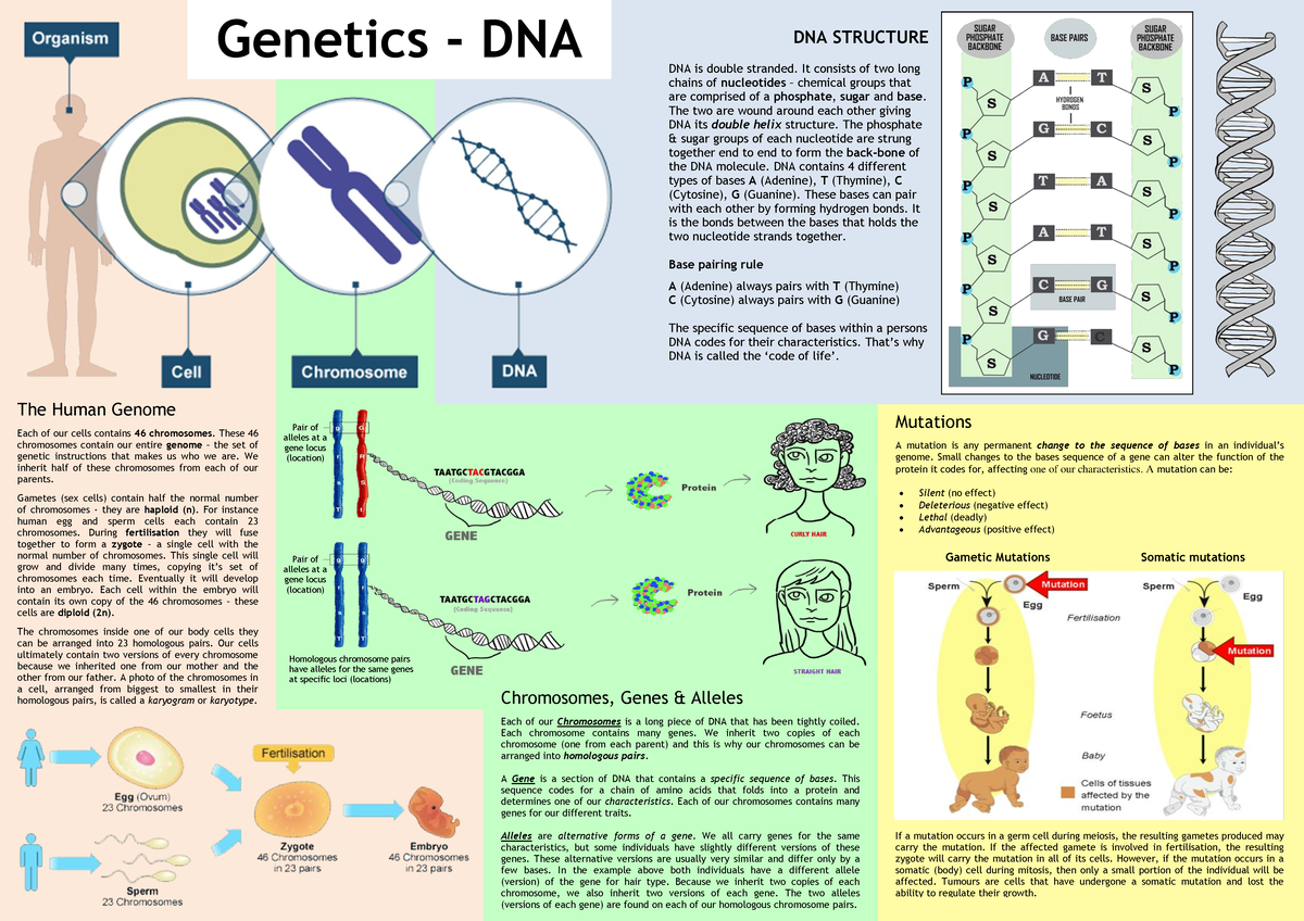 DNA changes across membrane - 0 Genetics - DNA DNA STRUCTURE DNA is ...