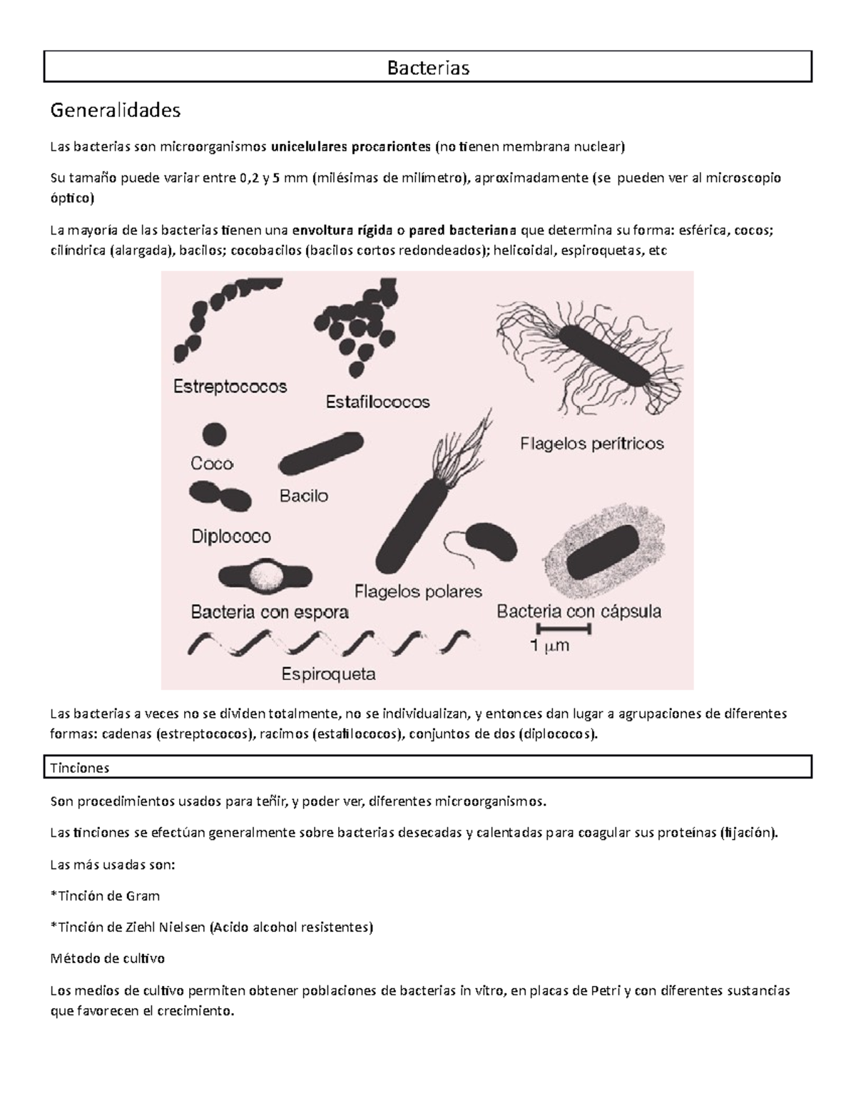 Bacterias 1 - Bdjdld - Bacterias Generalidades Las Bacterias Son ...