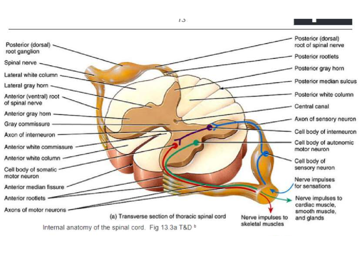 Spinal structure labels - 12 Posterior (dorsal) Posterior (dorsal) root ...