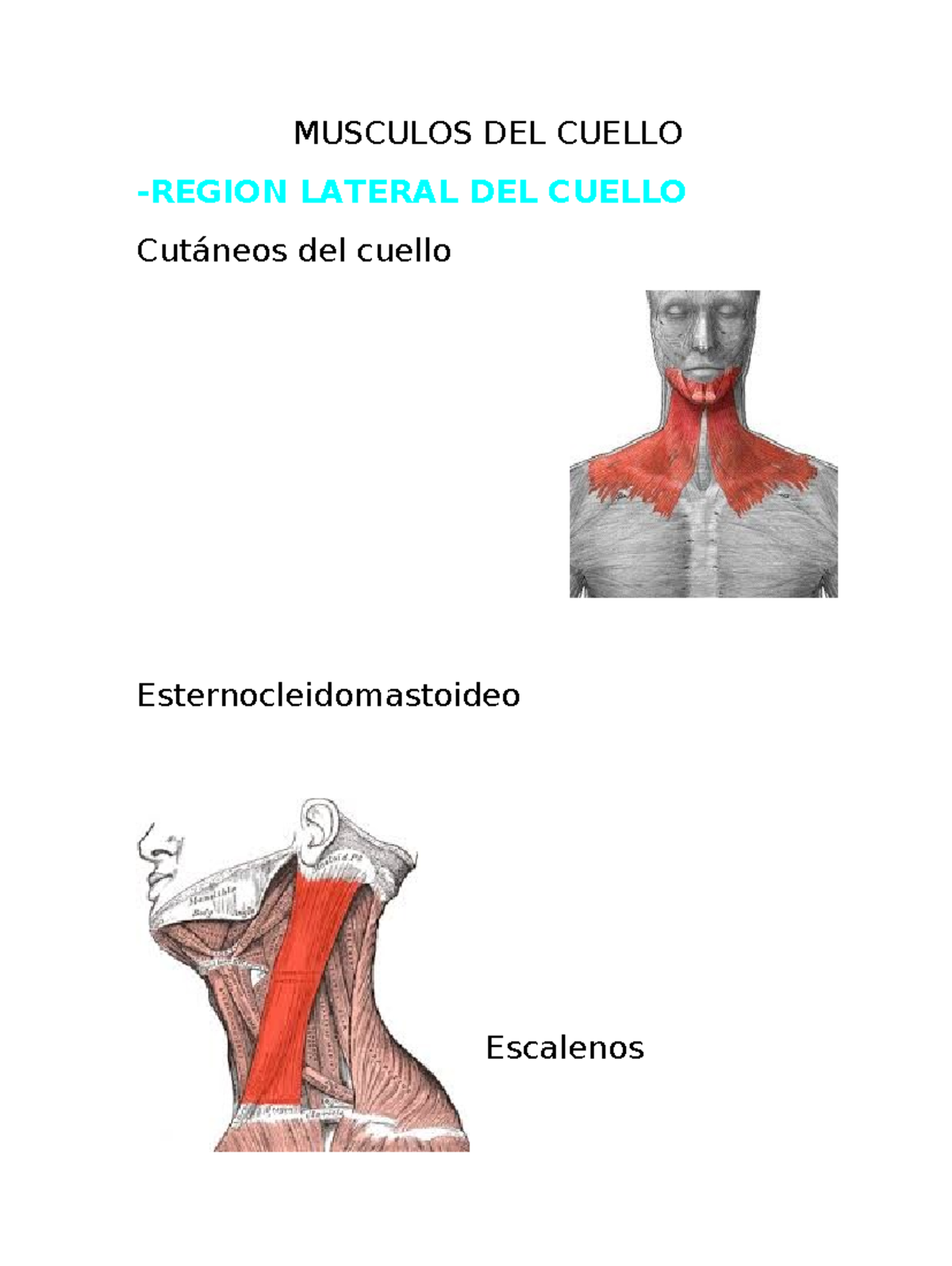 Musculos DEL Cuello - espero te sirva en algo - Anatomia 1 - MUSCULOS ...