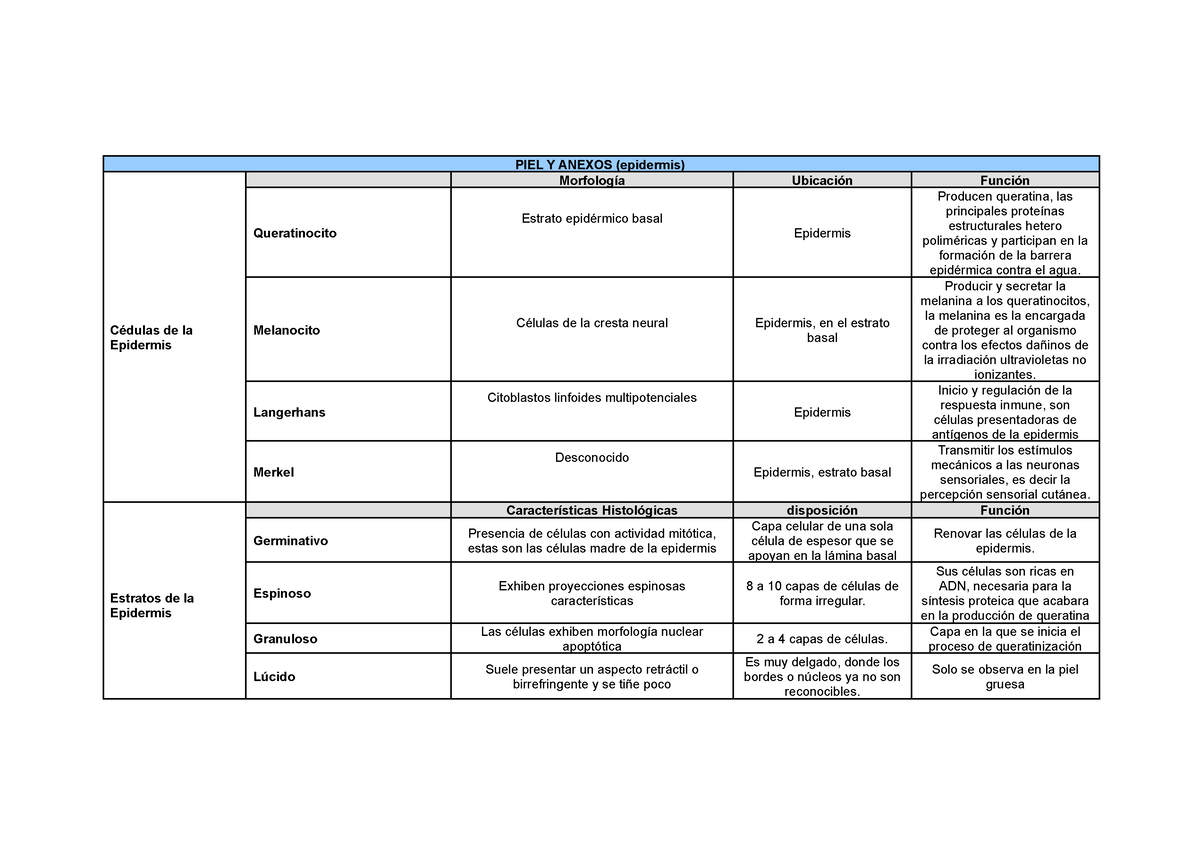 Cuadro Piel Y Anexos Piel Y Anexos Epidermis C Dulas De La