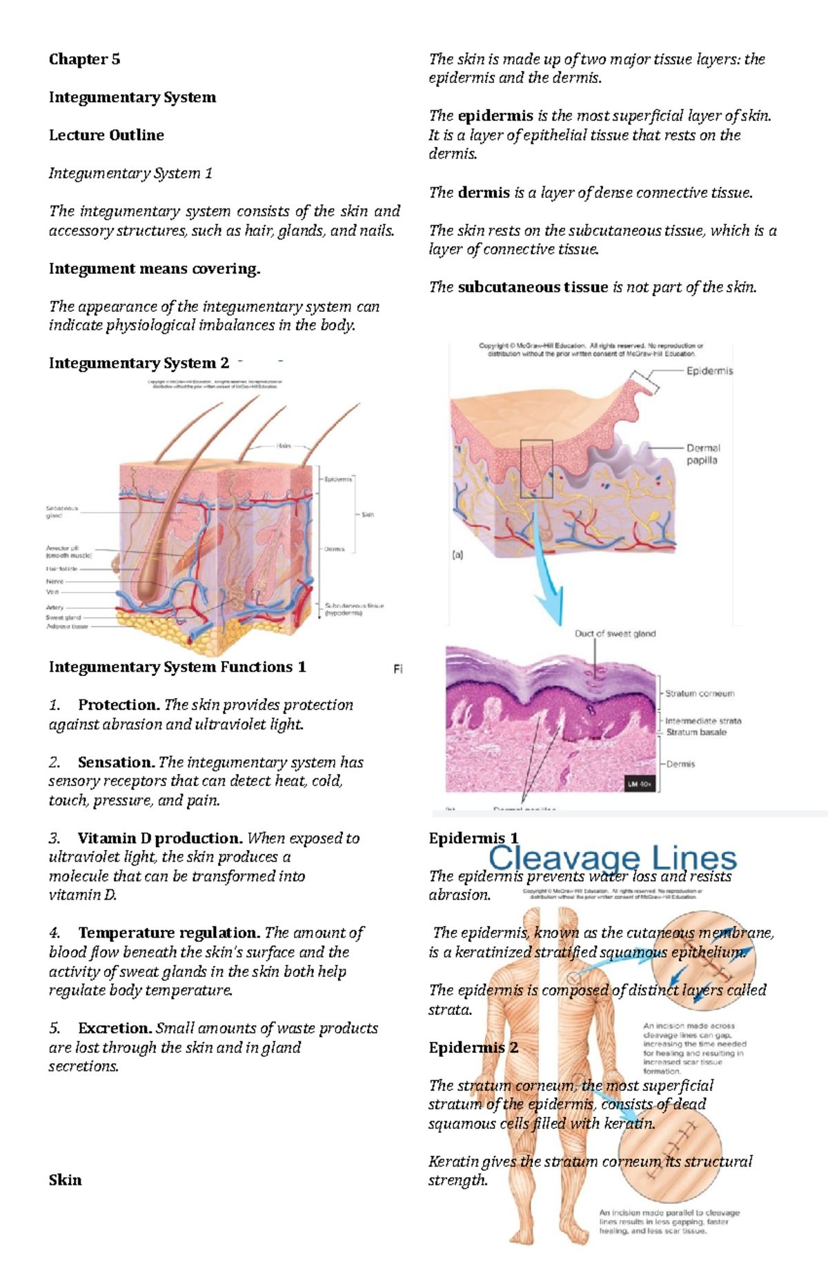 Chapter-5- Integumentary - Chapter 5 Integumentary System Lecture ...