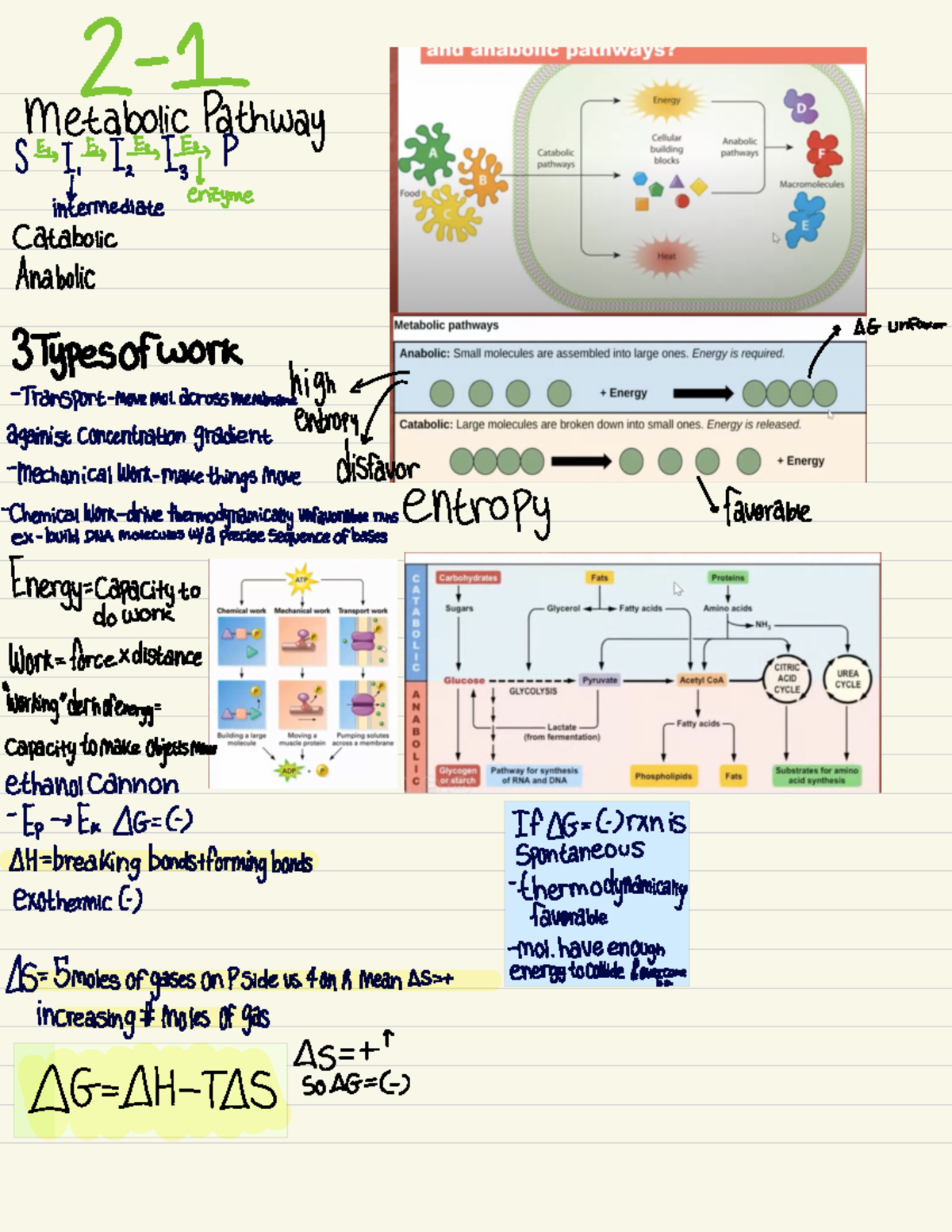 Biochem 2 Notes from Biochem (AP BIO) unit 2 2 1 Metabolic