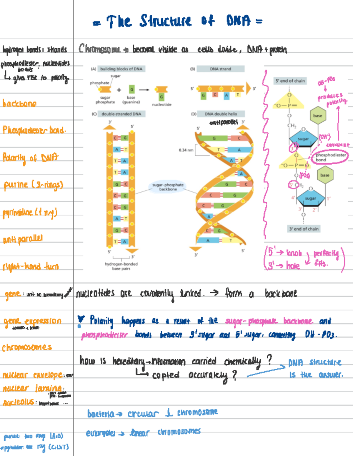 DNA structure, regulation summary ESB - ~ = I he Structure of DNA ...