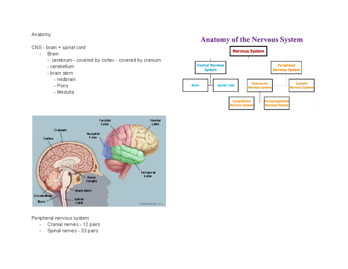 Notes hns - Summary Human Body System I - Anatomy: CNS - brain + spinal ...