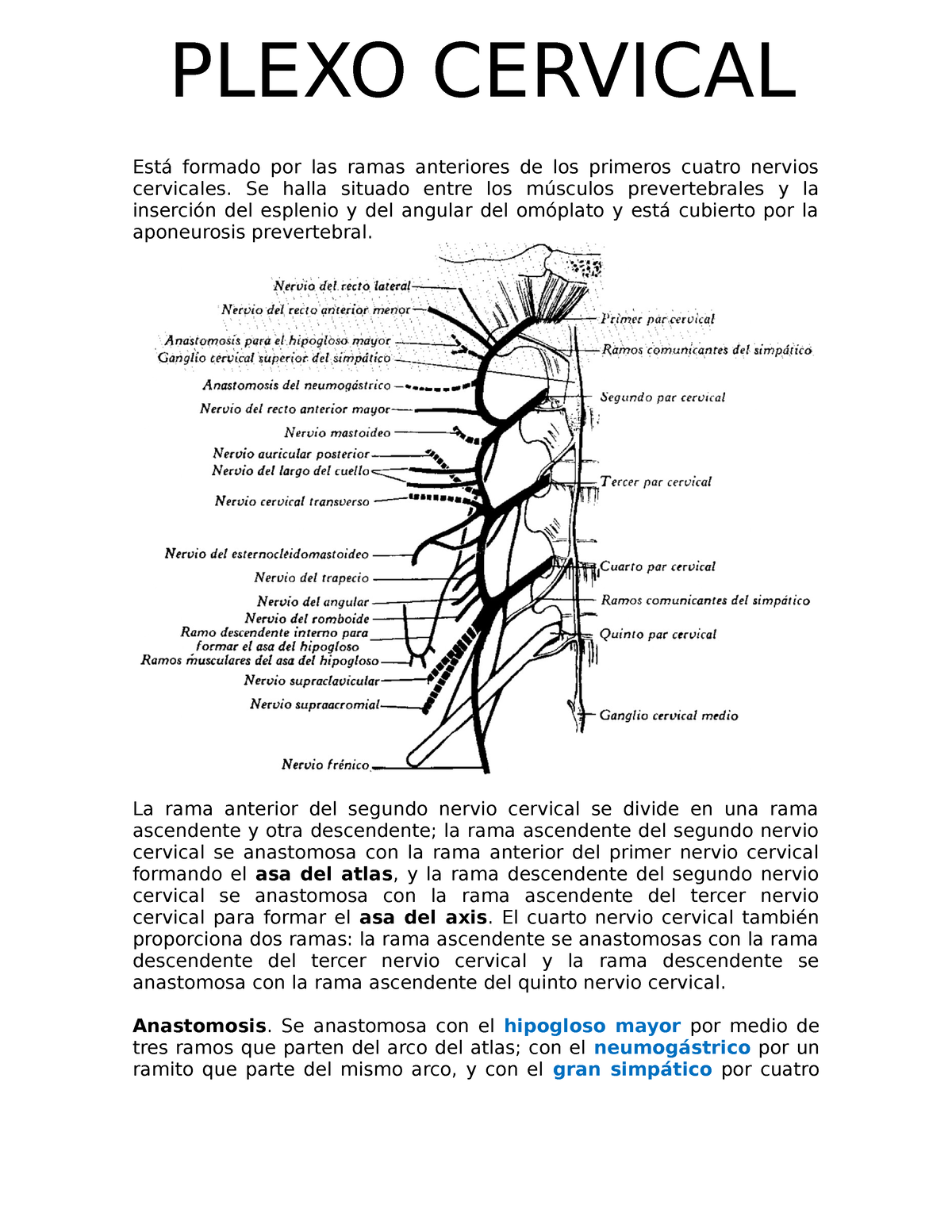 Plexo Cervical Est Formado Por Las Ramas Anteriores De Los Primeros Cuatro Nervios Cervicales