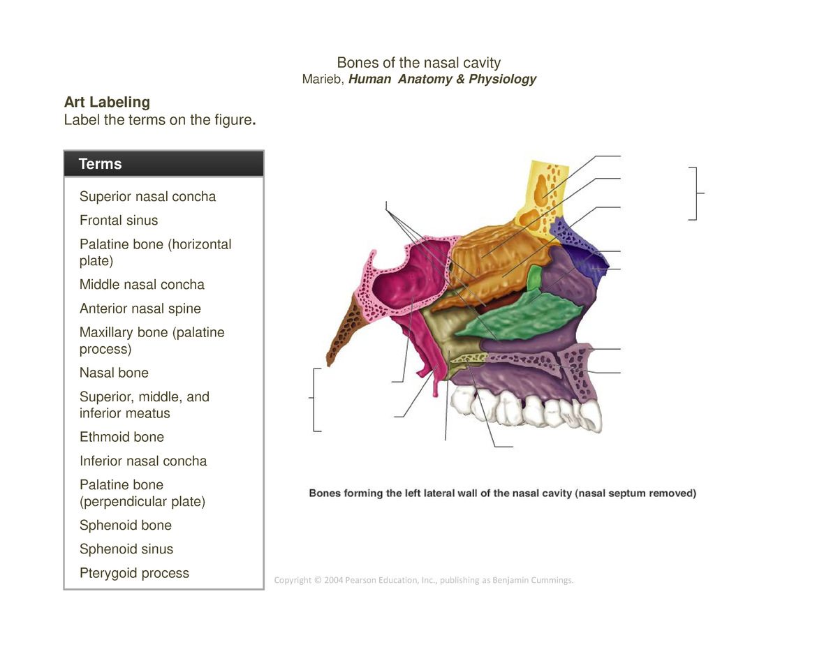 7 Bones of the nasal cavity Part1 - Bones of the nasal cavity Marieb ...