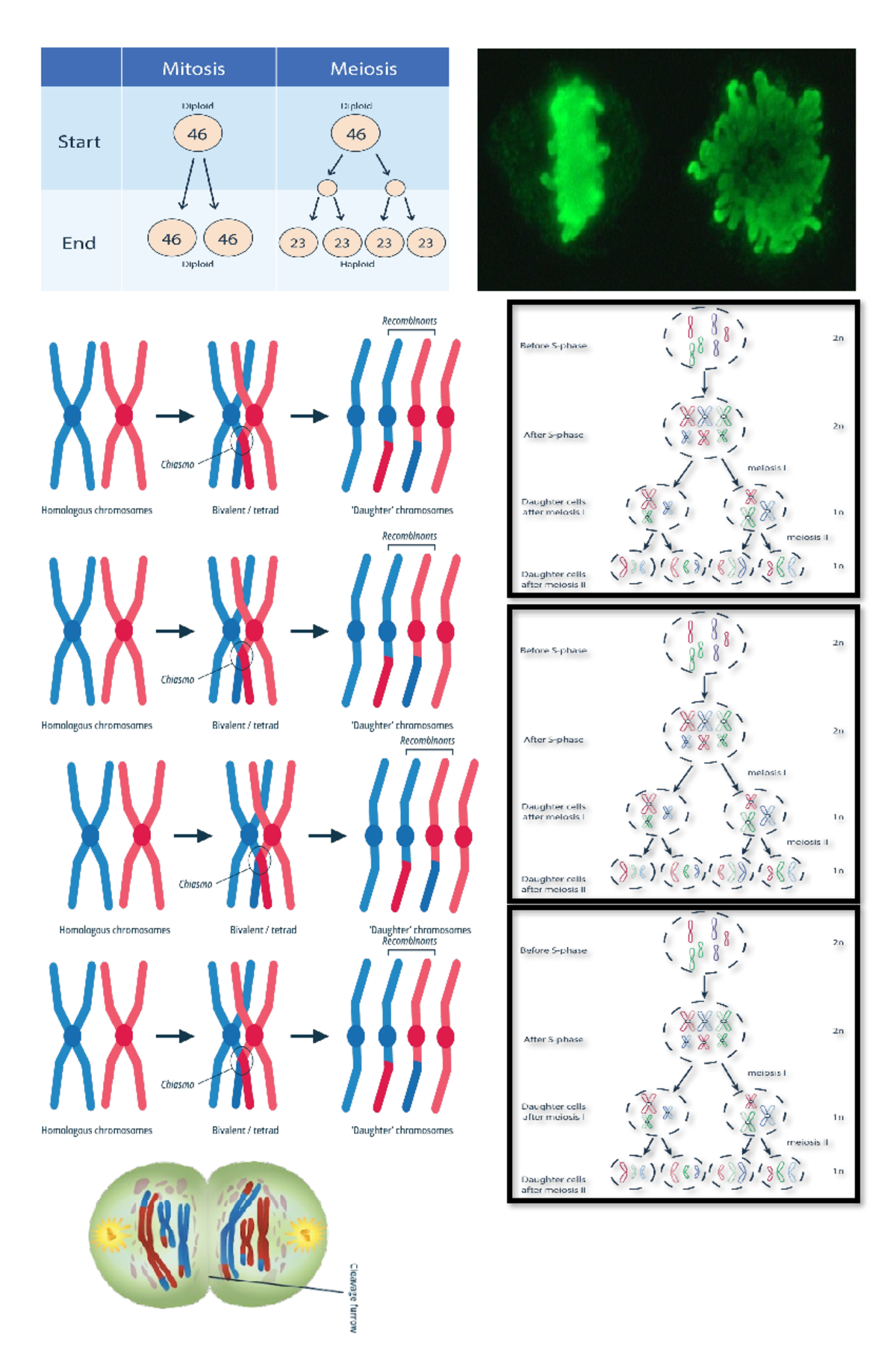 Bio ppt 3 - biology - Diploid 46 46 Start End 46 46 23 23 23 23 Diploid ...