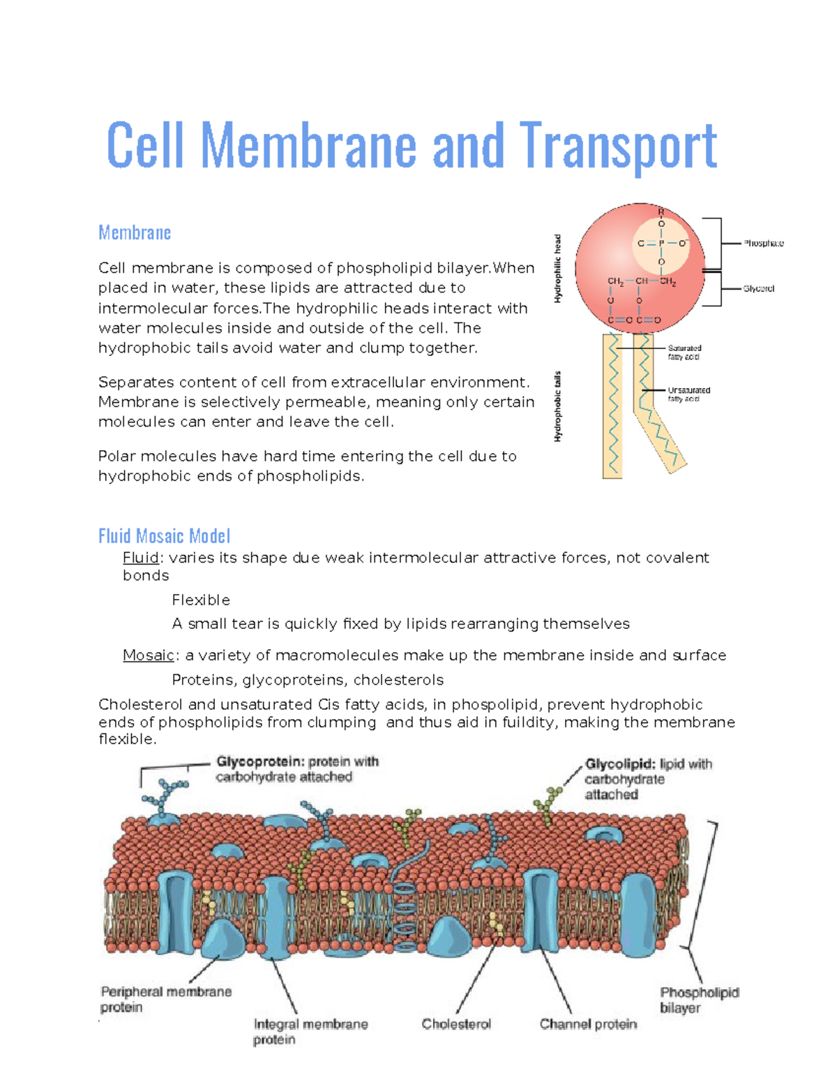 Cell membrane and Transport - Cell Membrane and Transport Membrane Cell ...