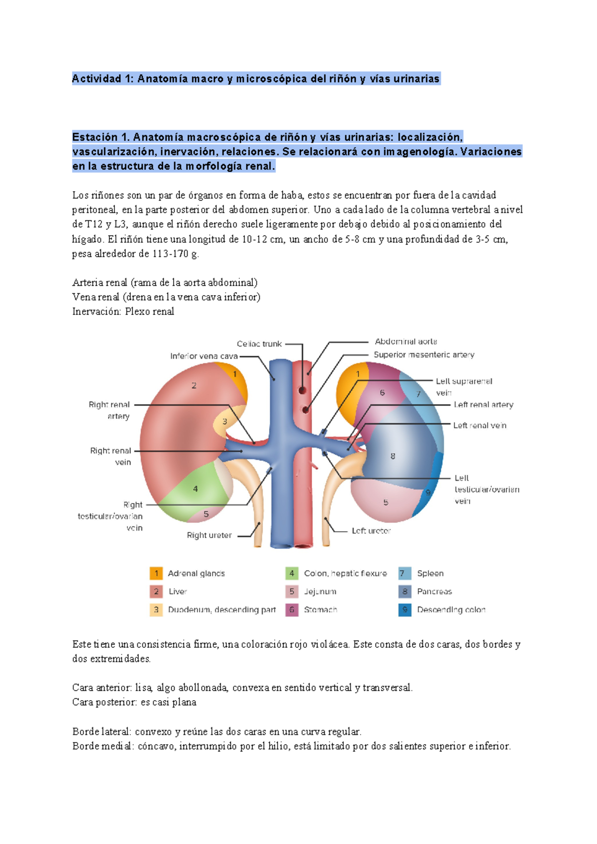 LMF Mai 8 Act - Renal - Actividad 1: Anatomía macro y microscópica del ...