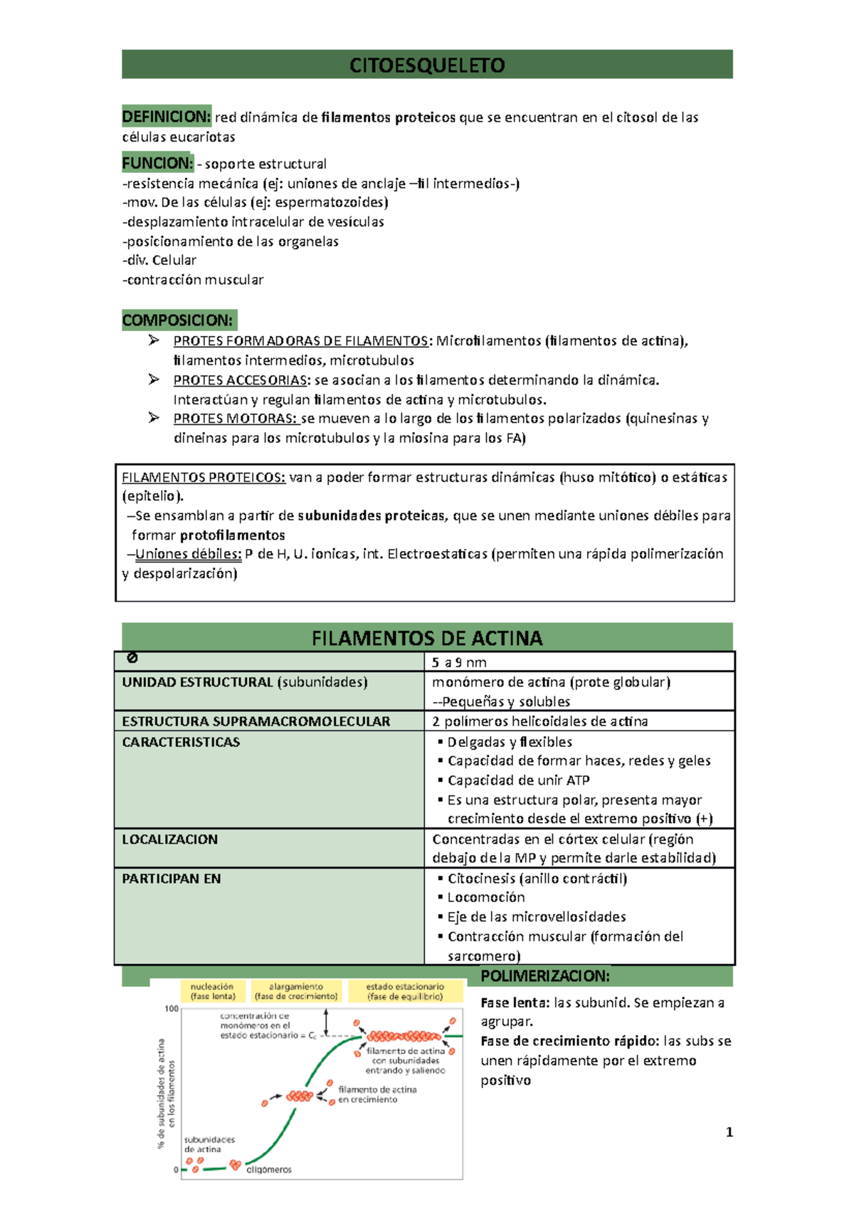 Resumen Citoesqueleto - CITOESQUELETO DEFINICION: Red Dinámica De ...