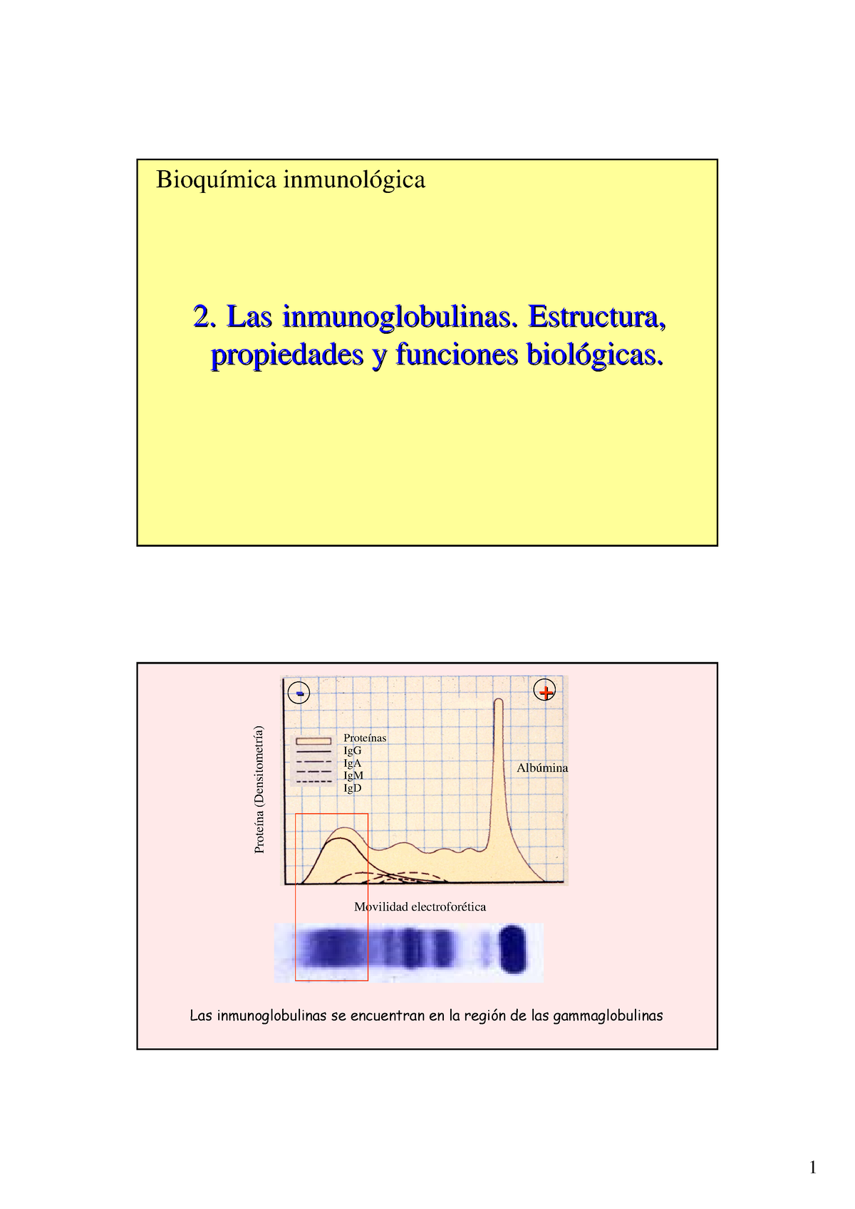 2 Anticuerpos - Bioquímica Inmunológica 2. Las Inmunoglobulinas ...