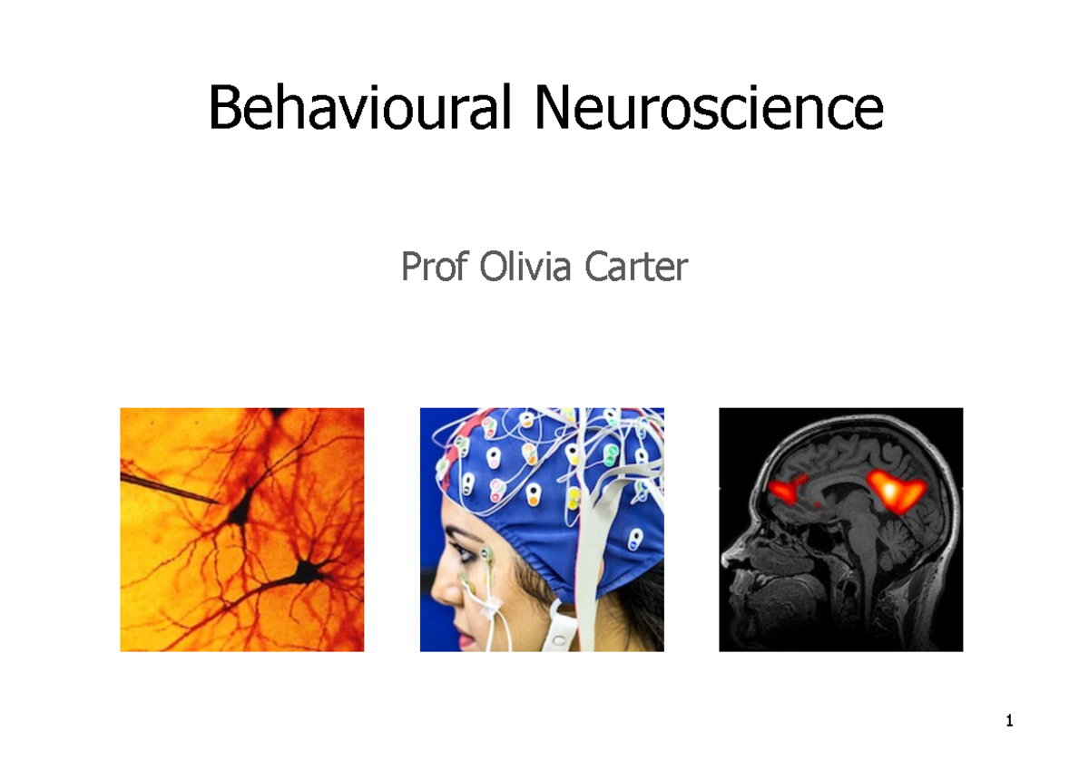 Behavioural Neuroscience - Brain, Neurons, Synapses Etc) What Is ...