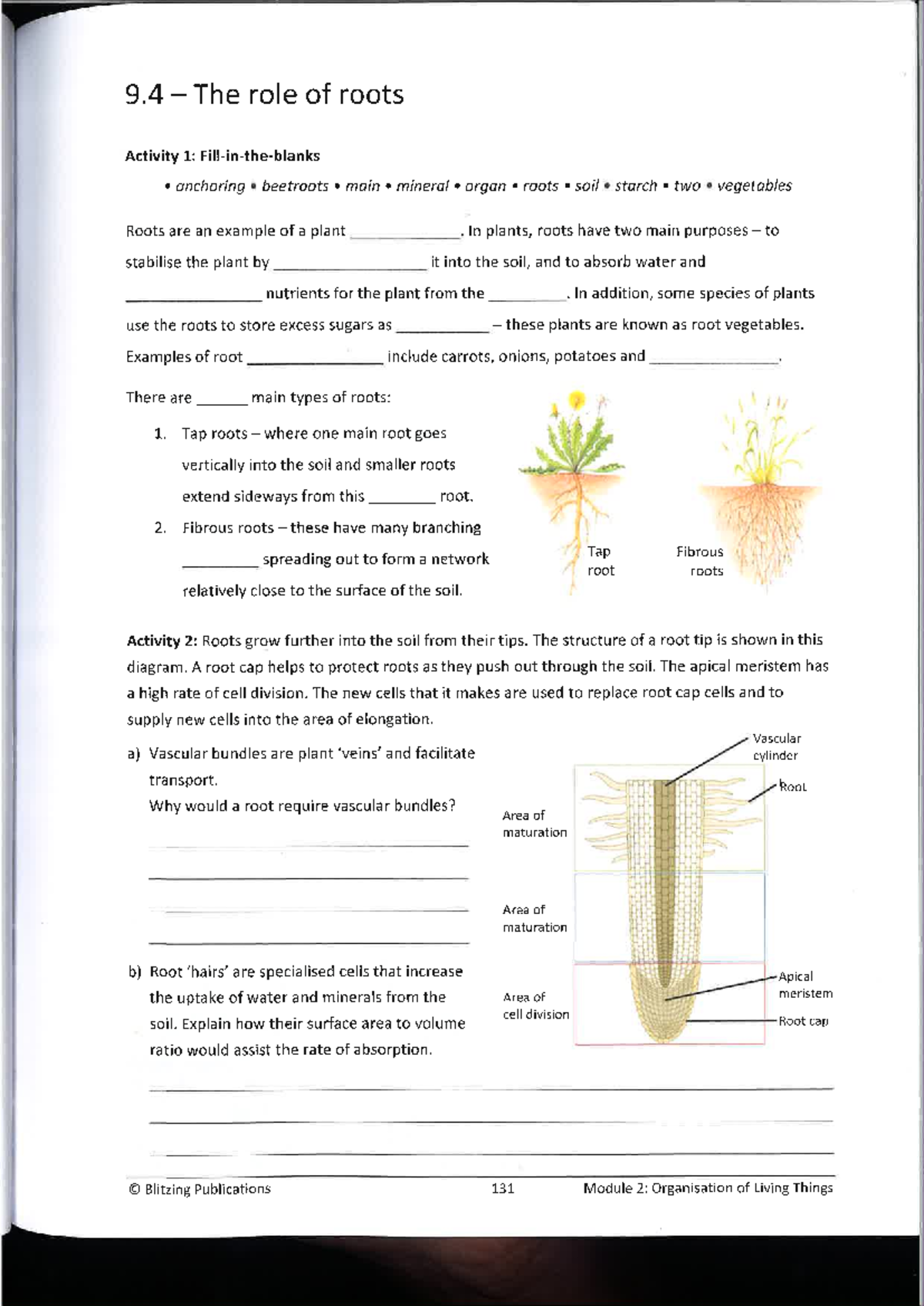 Blitzing 9 - 9 The role of roots Activity 1: anchoring beetroots main ...