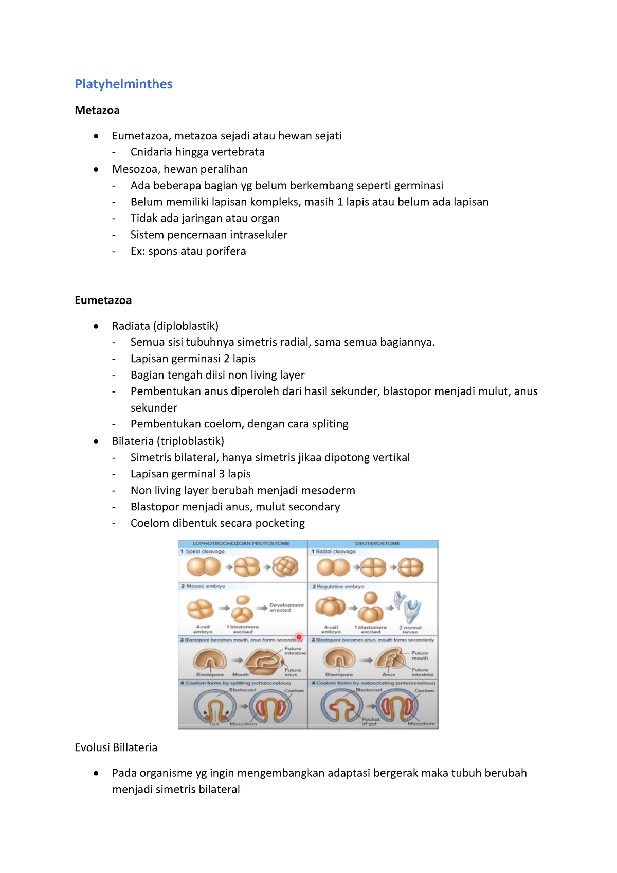 Avertebrata Review Platyhelminthes - Platyhelminthes Metazoa Eumetazoa ...