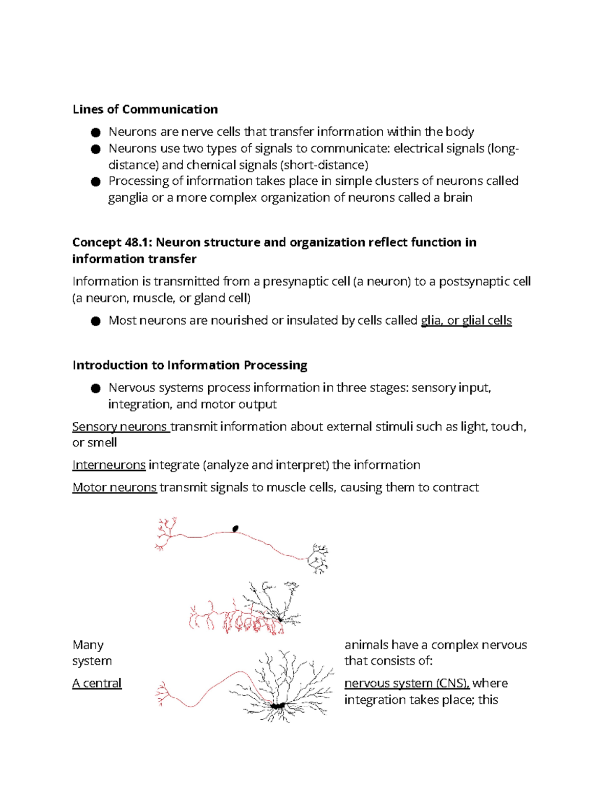 Chapter 48 bio - Notes - Lines of Communication Neurons are nerve cells ...