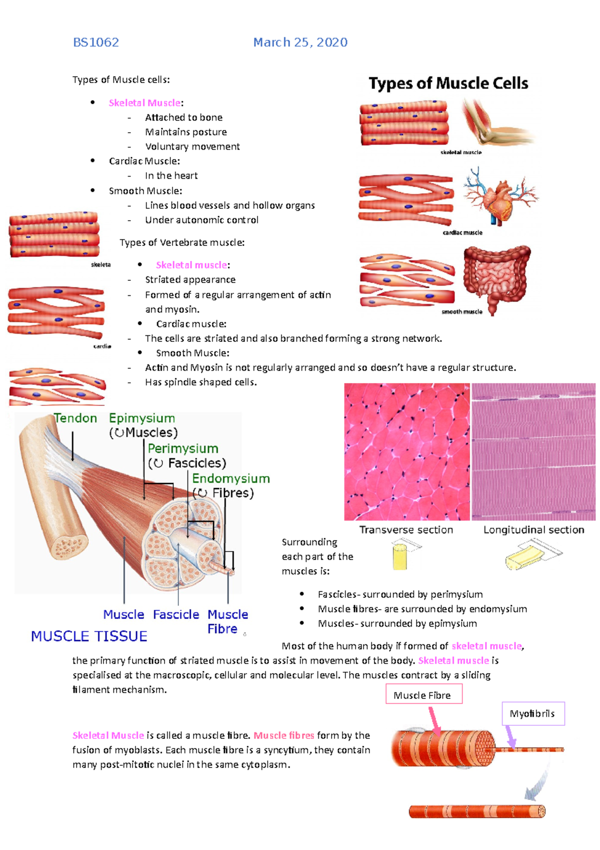 Types of Muscle cells - Lecture notes L2 - Types of Muscle cells ...