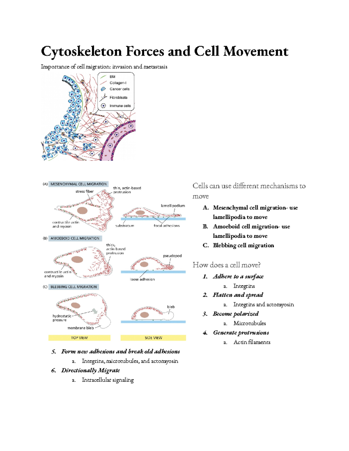 Cytoskeleton Forces and Cell Movement - Cytoskeleton Forces and Cell ...