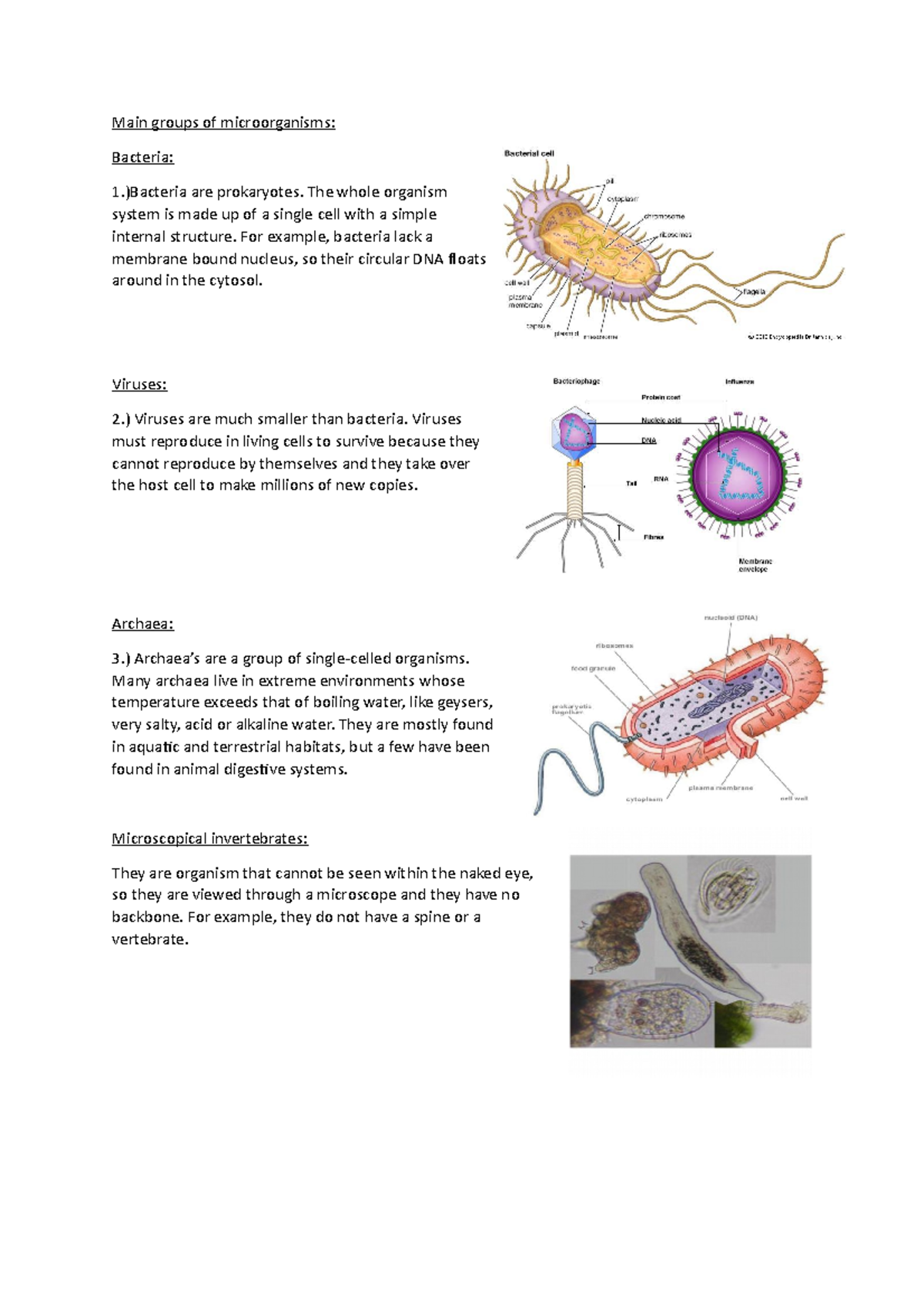 Main groups of microorganisms - Main groups of microorganisms: Bacteria ...