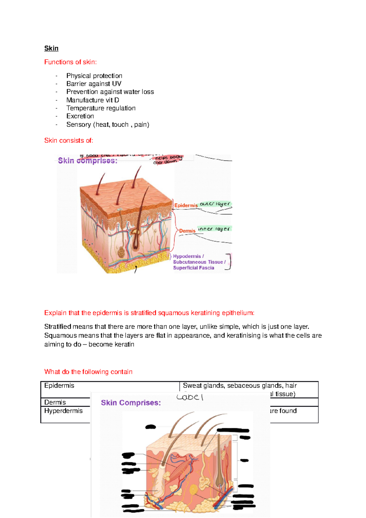 Skin - Skin Functions of skin: Physical protection Barrier against UV ...