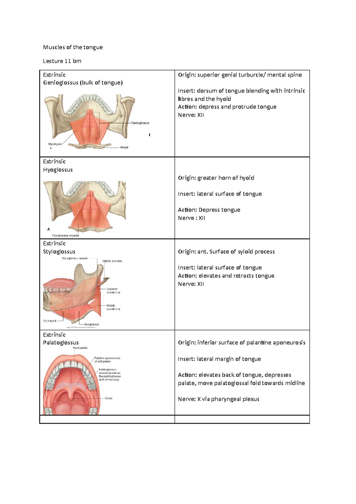 Extrinsic Muscles Of Tongue