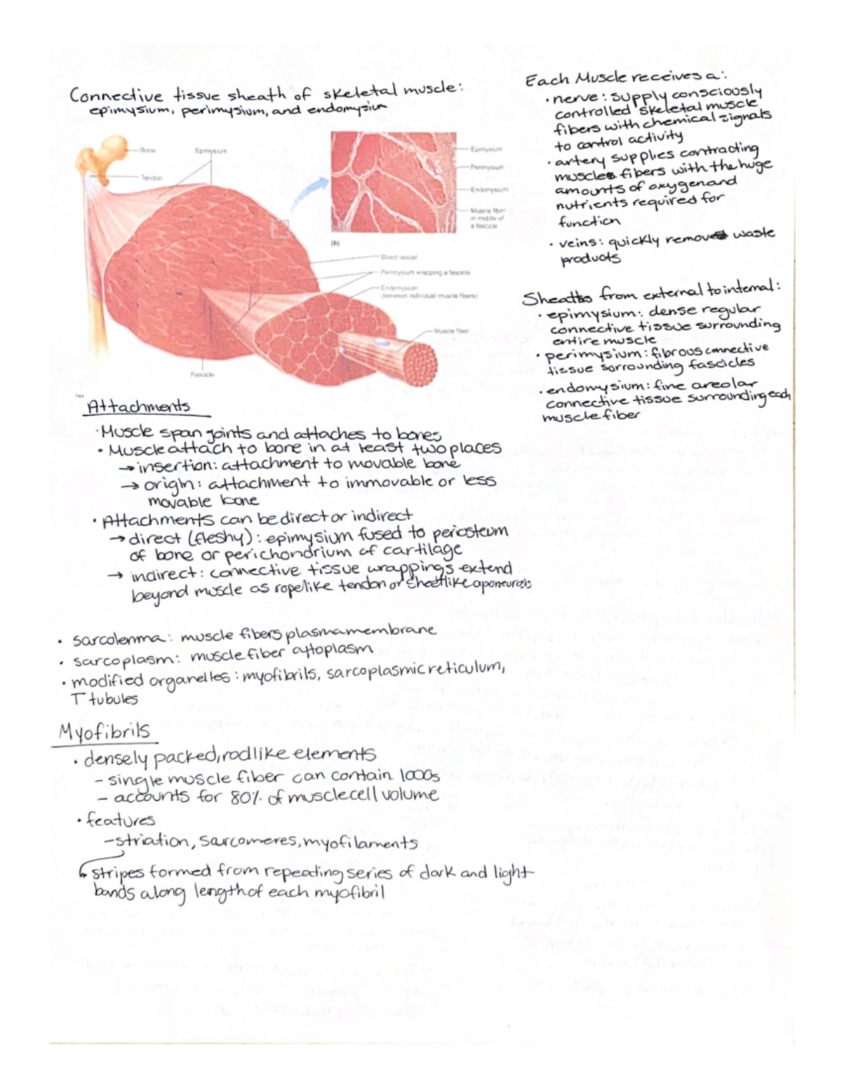 Connective tissue sheath of skeletal muscle BIOL2401 Studocu