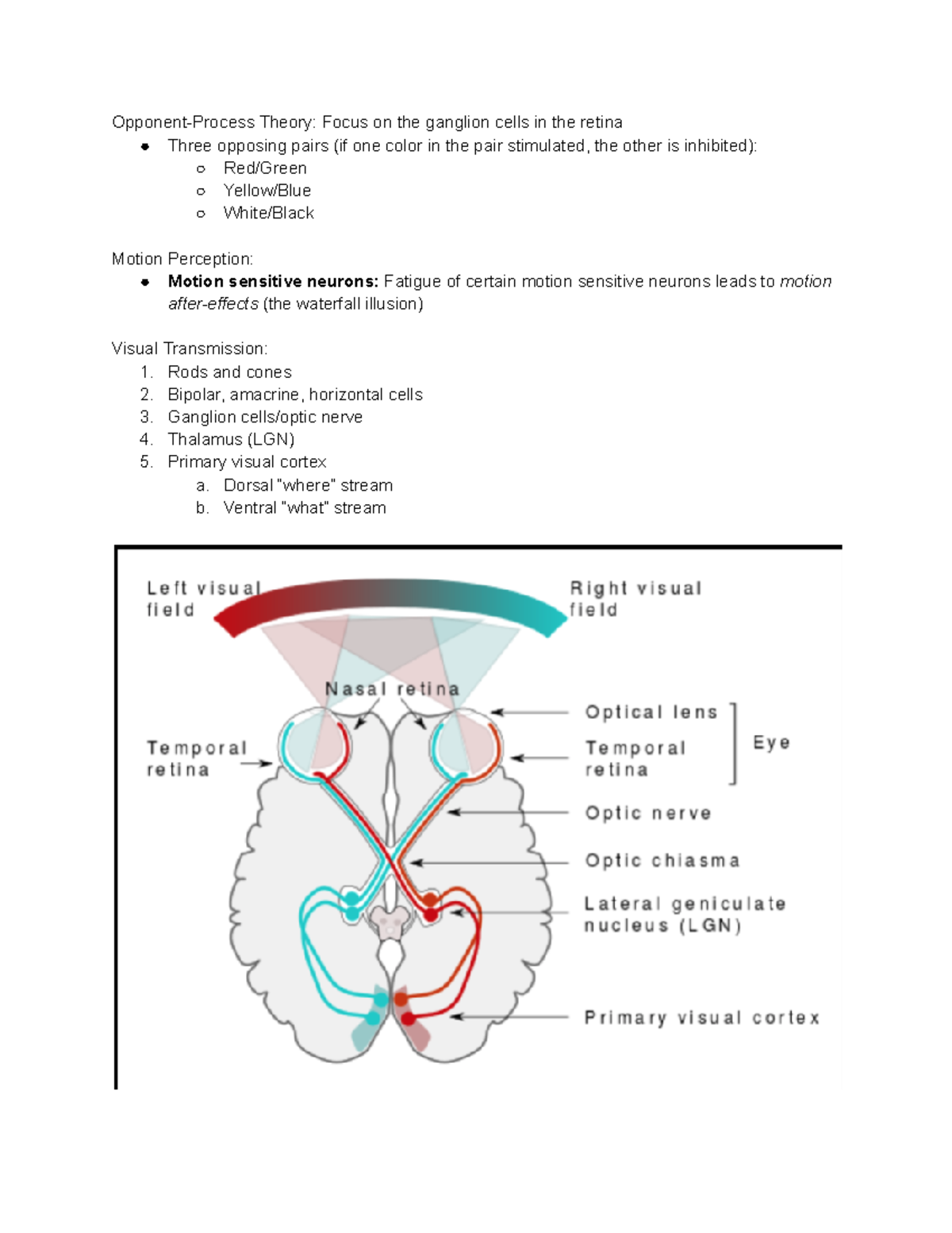 Psychology Lecture 8 - Opponent-Process Theory: Focus on the ganglion ...