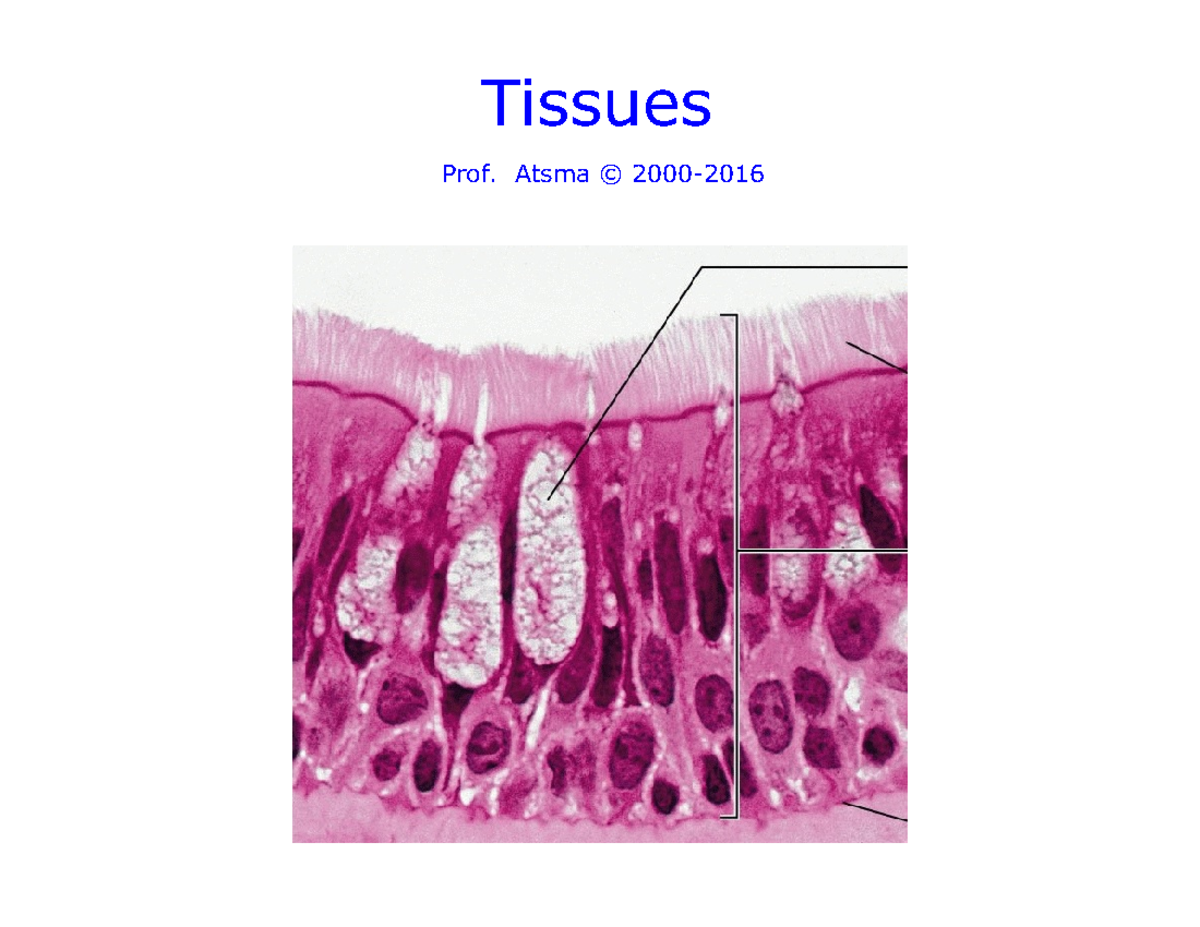 105 Tissues - Tissues Prof. Atsma © 2000- Tissues Tissues are the ...