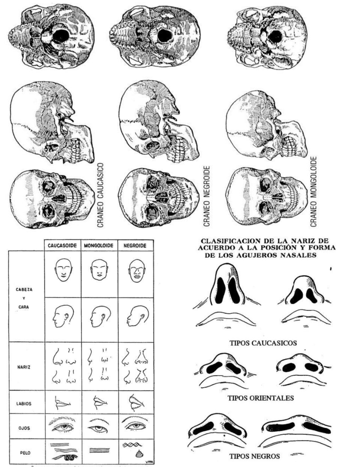 Antropologia odontologica - Contabilidad de activos - CAUCASOIDE ...