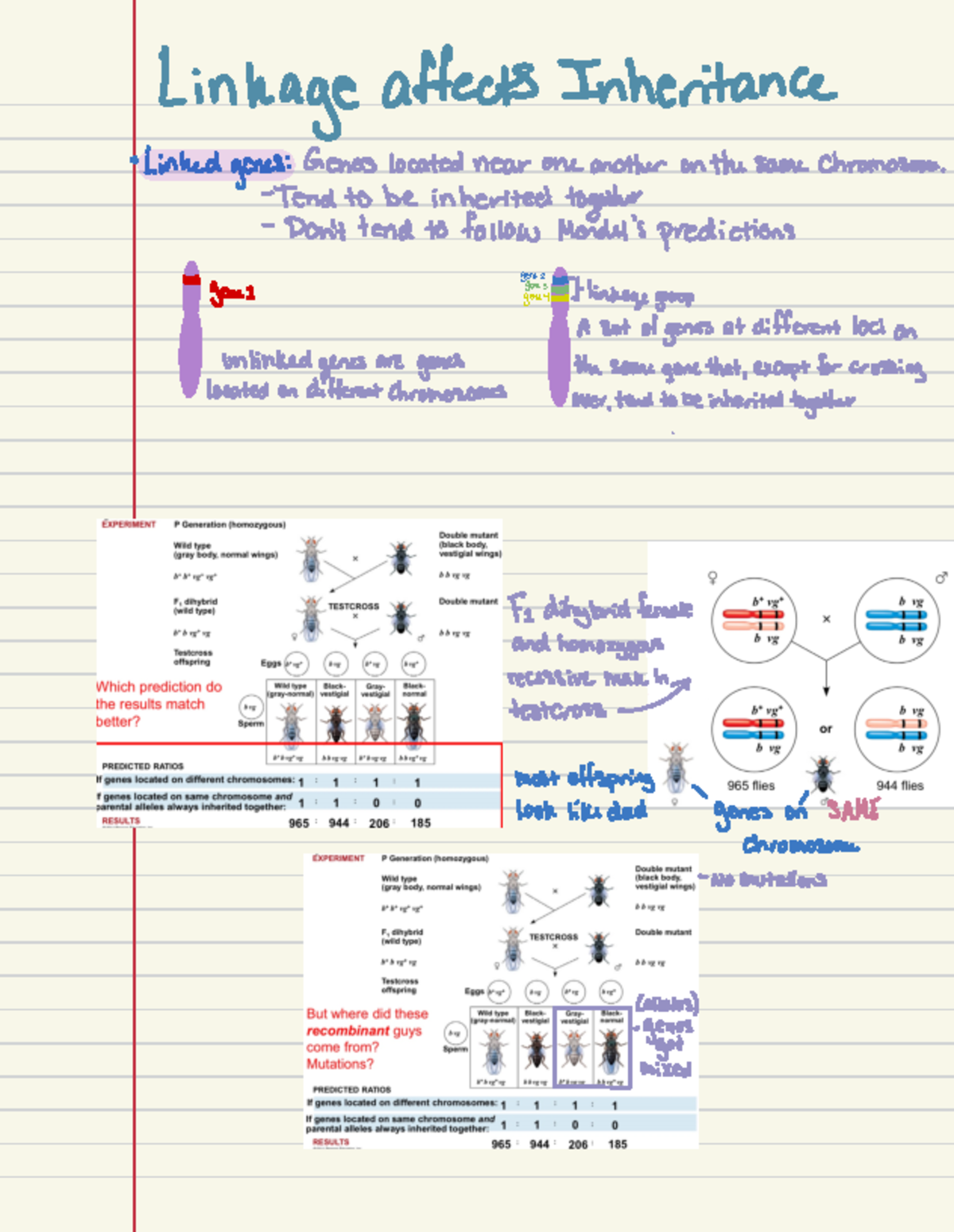 Untitled Notebook 5 - Lecture notes for Chapter 15 - BIO 160 - Linkage ...