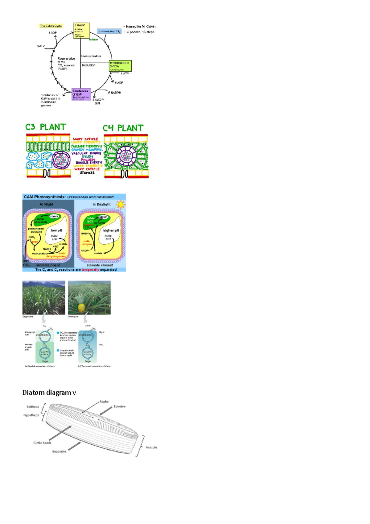 Lecture Diagrams - ENV102 - Diatom Diagram V OR - Studocu