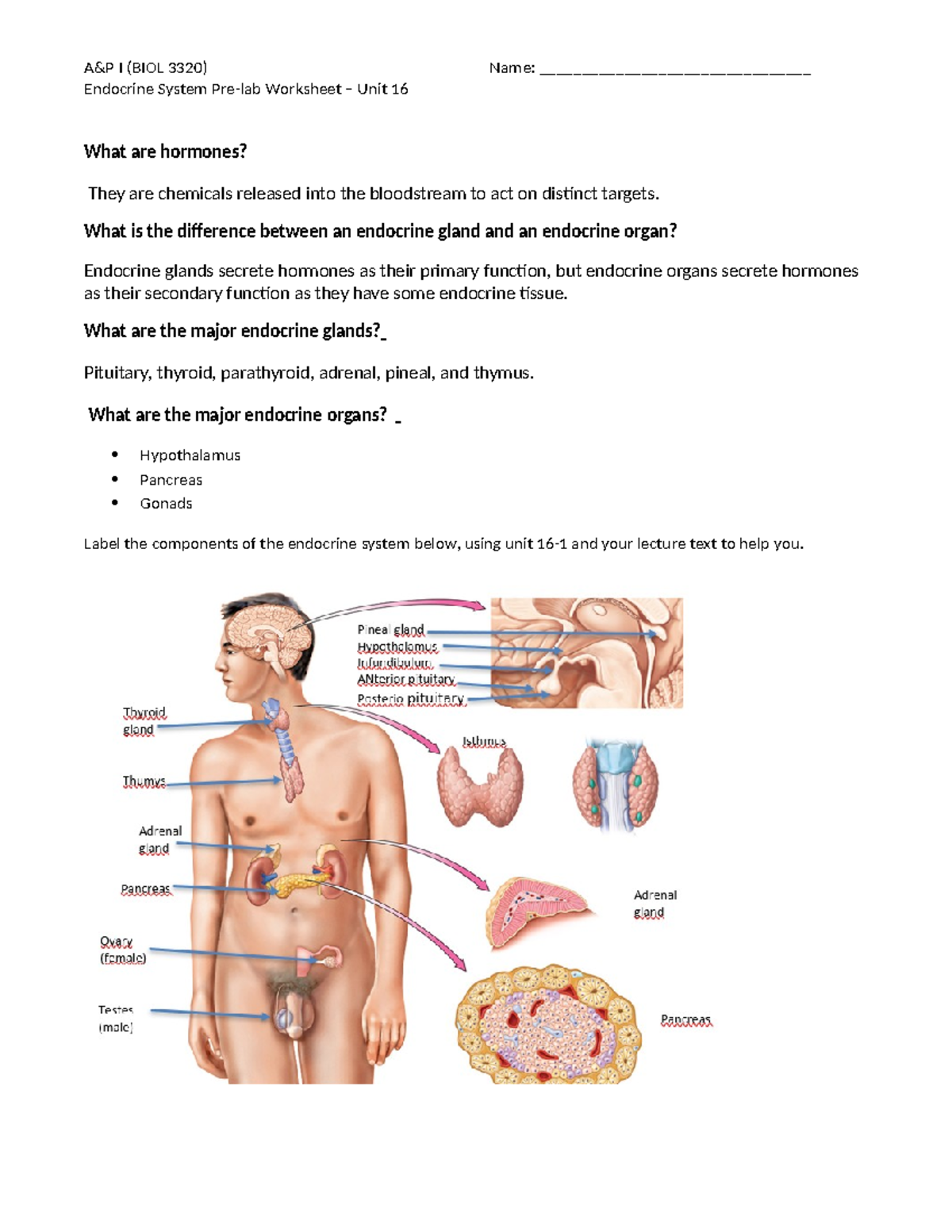 Anatomy Pre-lab 9 endocrine system - A&P I (BIOL 3320) Name