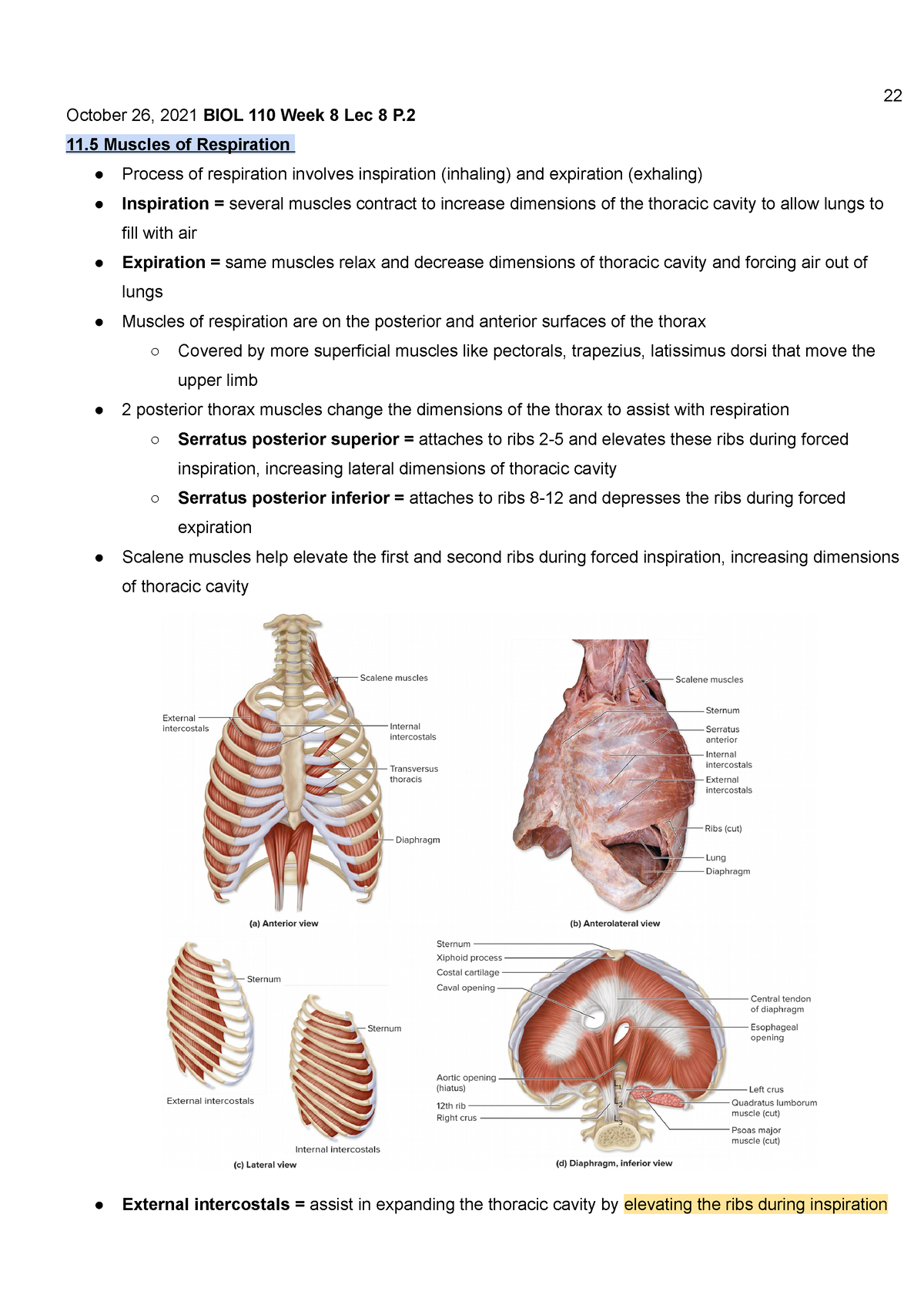 11.5 Axial muscles of the abdominal wall and thorax – Anatomy & Physiology