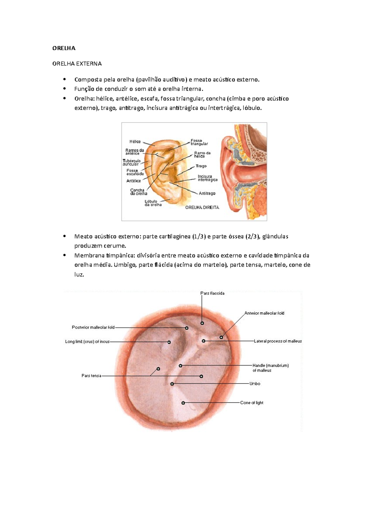 Anatomia DA Orelha - Orelha Externa, Média E Interna - ORELHA ORELHA ...