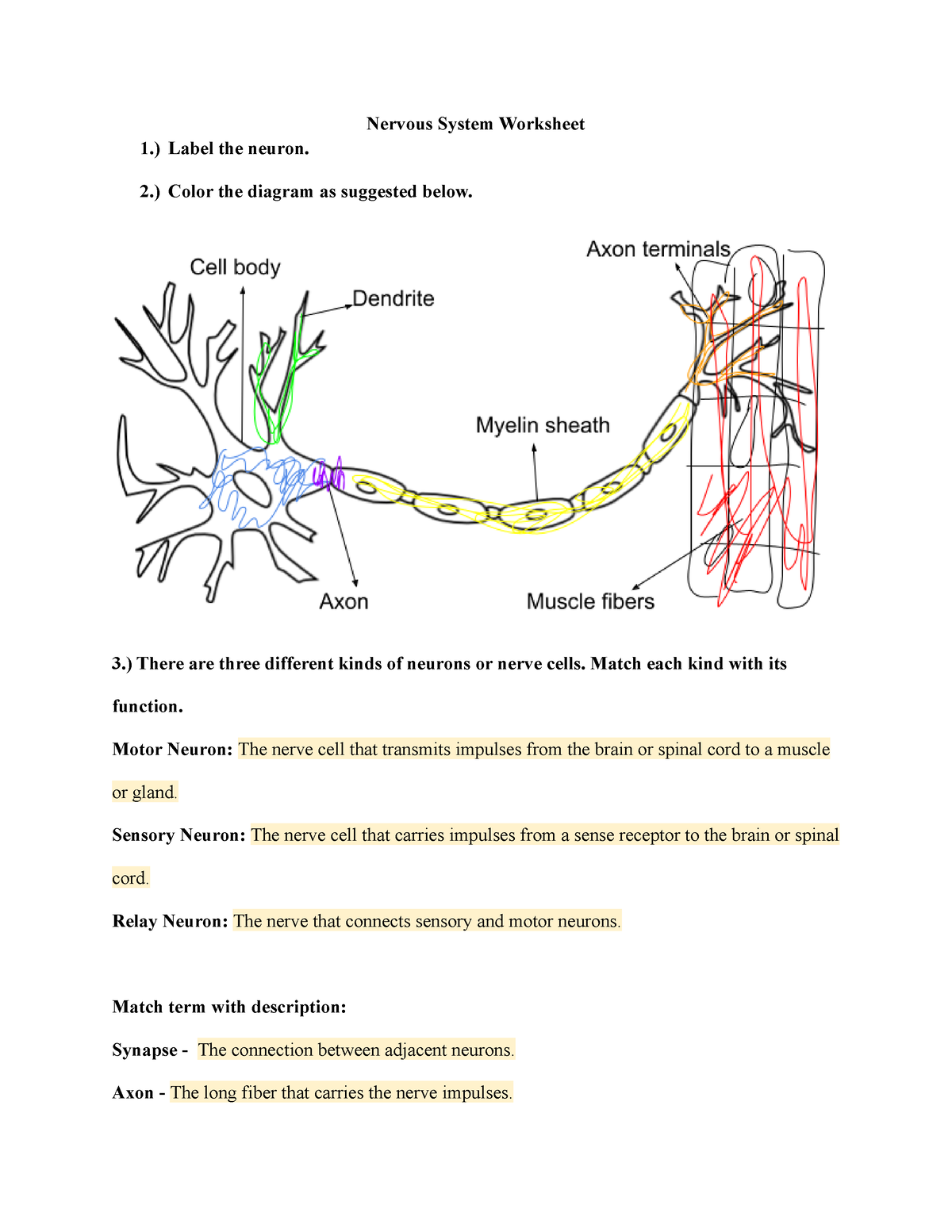 Neuron Labeling Worksheet Nervous System Label The My XXX