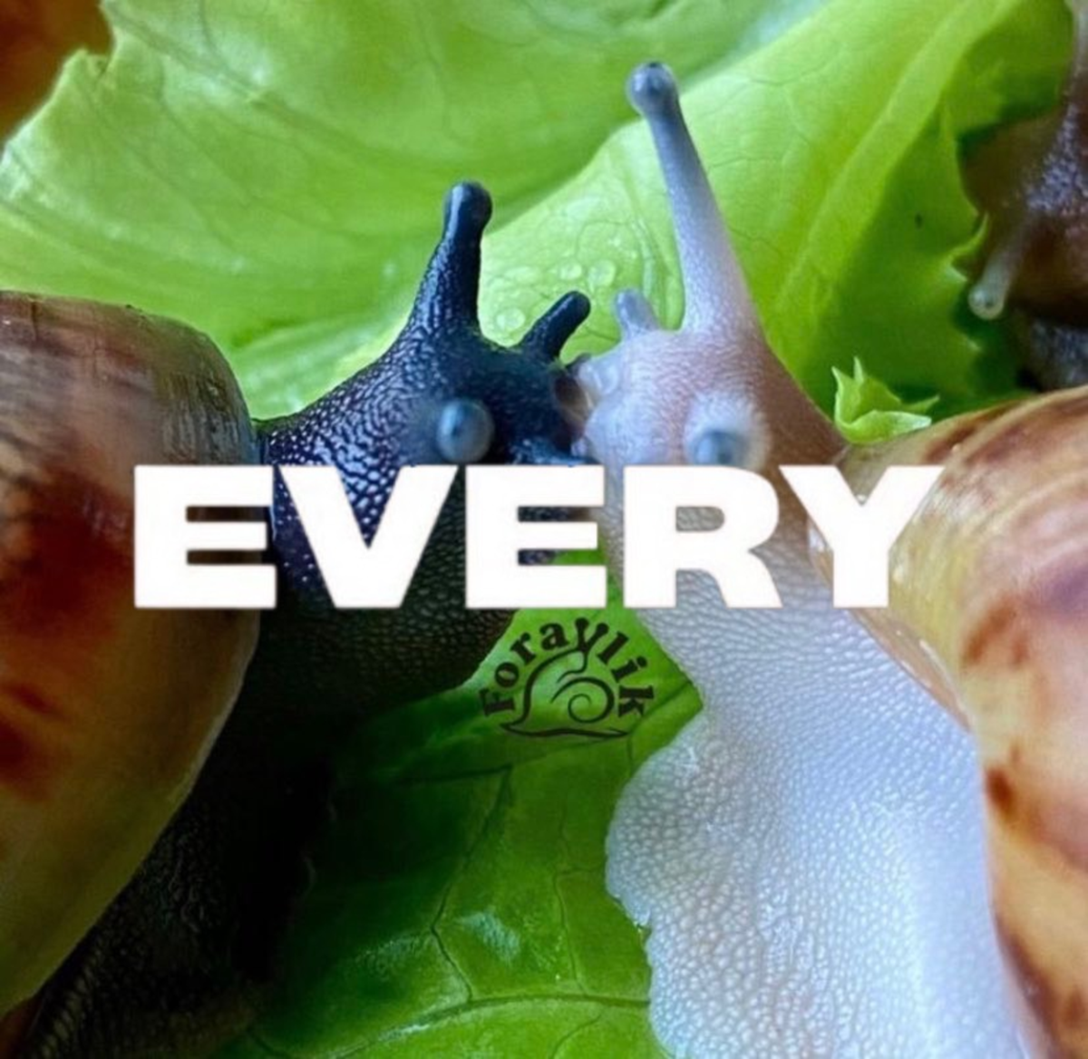 GO snail every - kys i want this script - CHE 3040 - Studocu