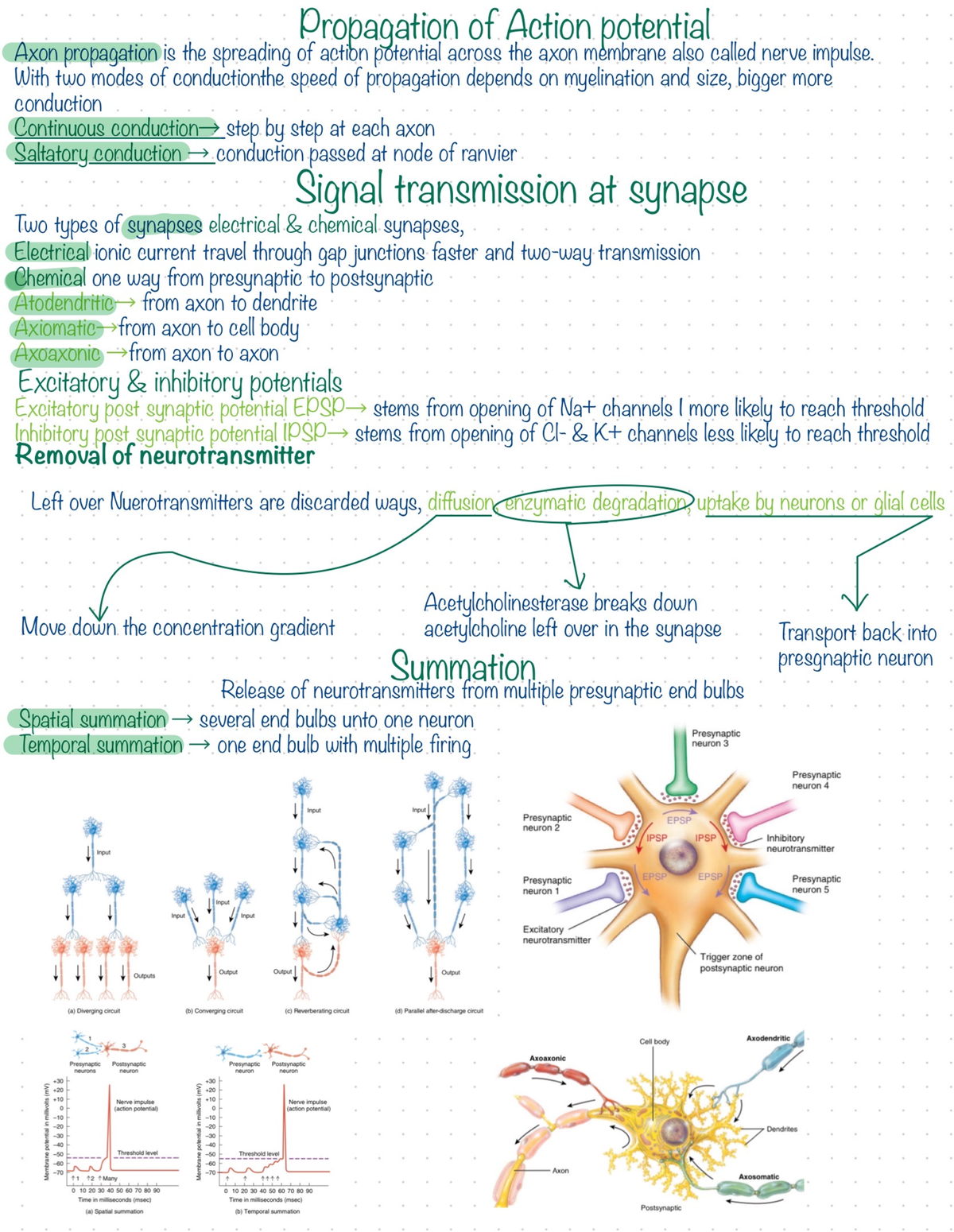 Anatomy and physiology 2 chapter 12 pg 3 - BIOL203 - Studocu