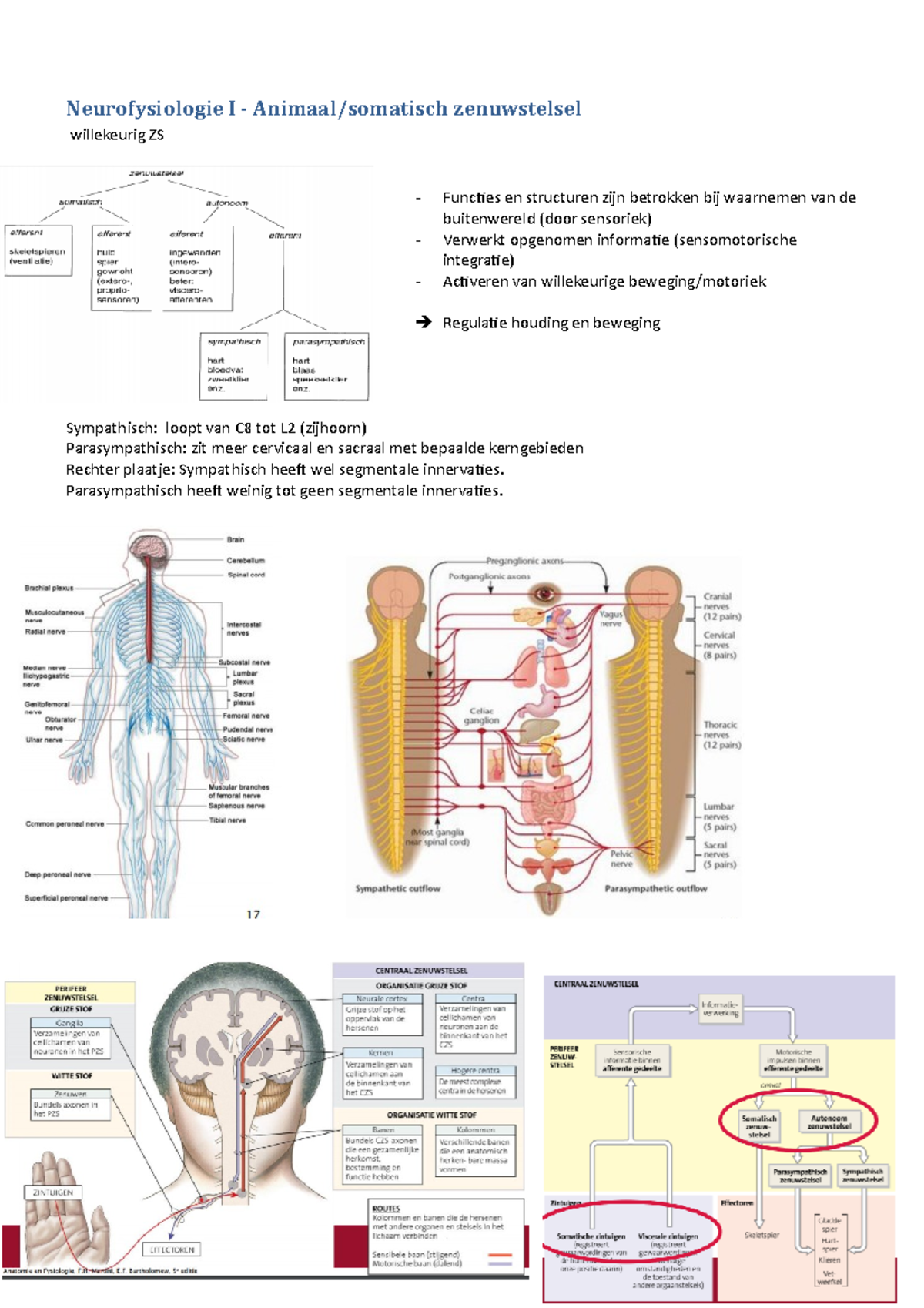 Neurofysiologie - Parasympathisch Heeft Weinig Tot Geen Segmentale ...