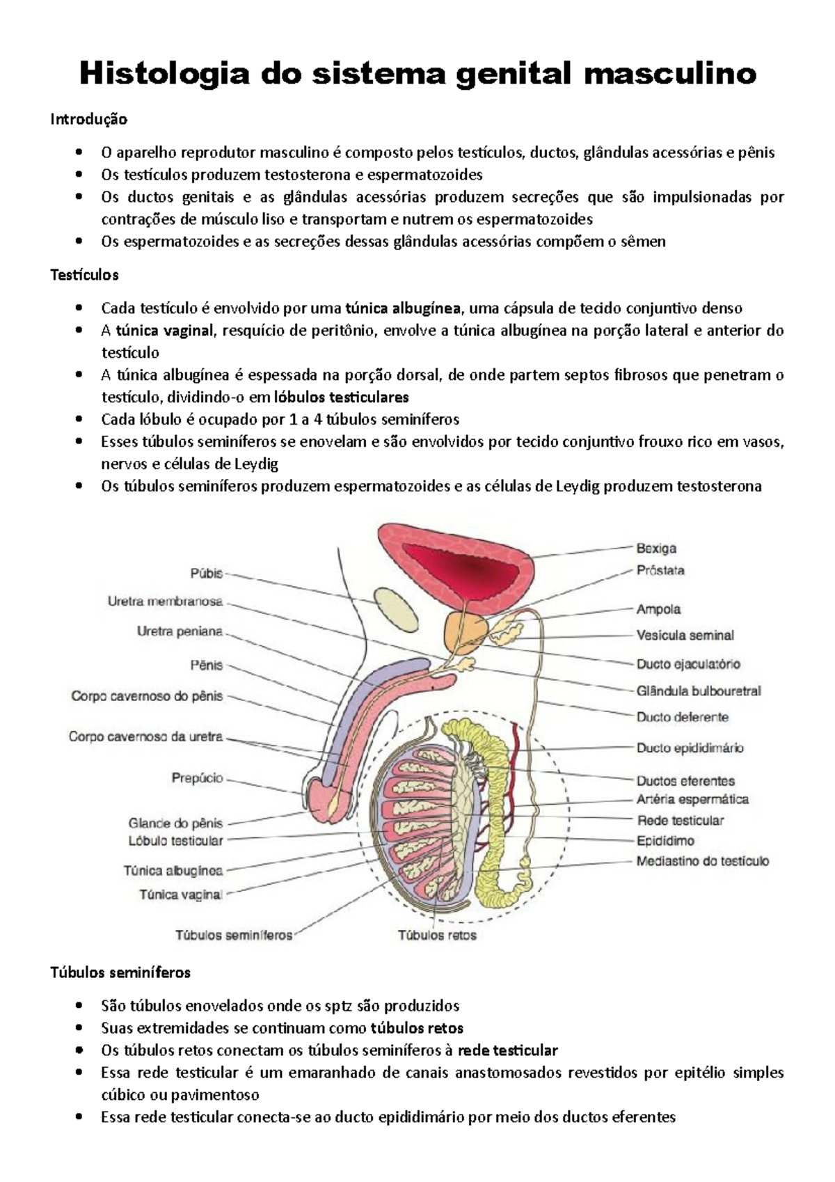 Sistema Genital Masculino 5352