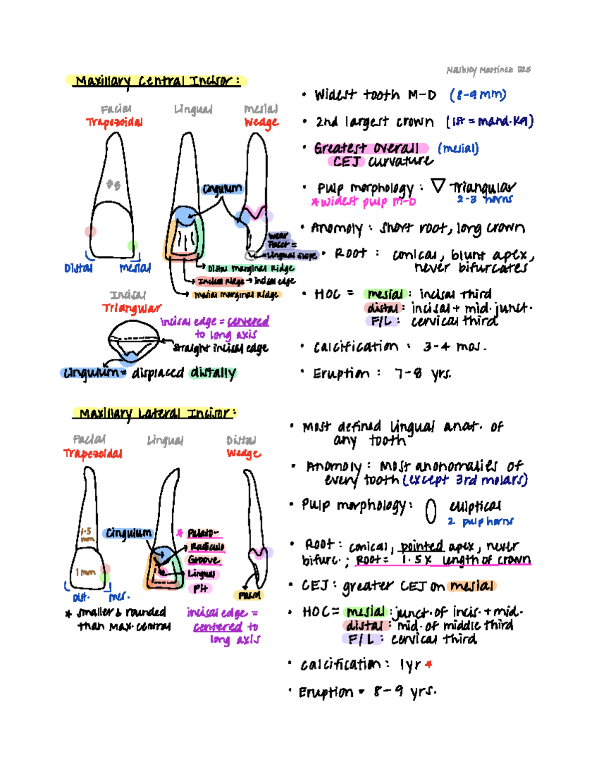 DA Tooth Study Guide Notes on the permanent dentition for dental anatomy NashleyMartinez