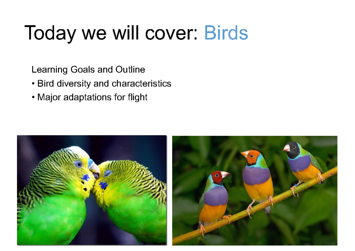 7.Birds 2021 - nice - Today we will cover: Birds Learning Goals and ...