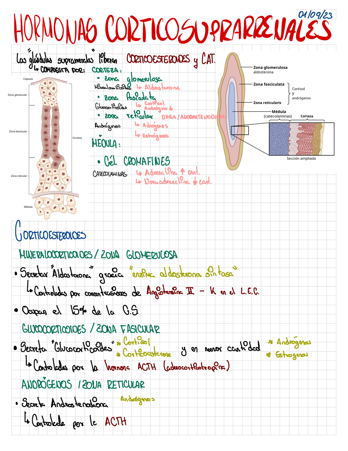 Cap 78. Hormonas Corticosuprarrenales - HORMONAS CORTICOSUPRARRENAI Y ...