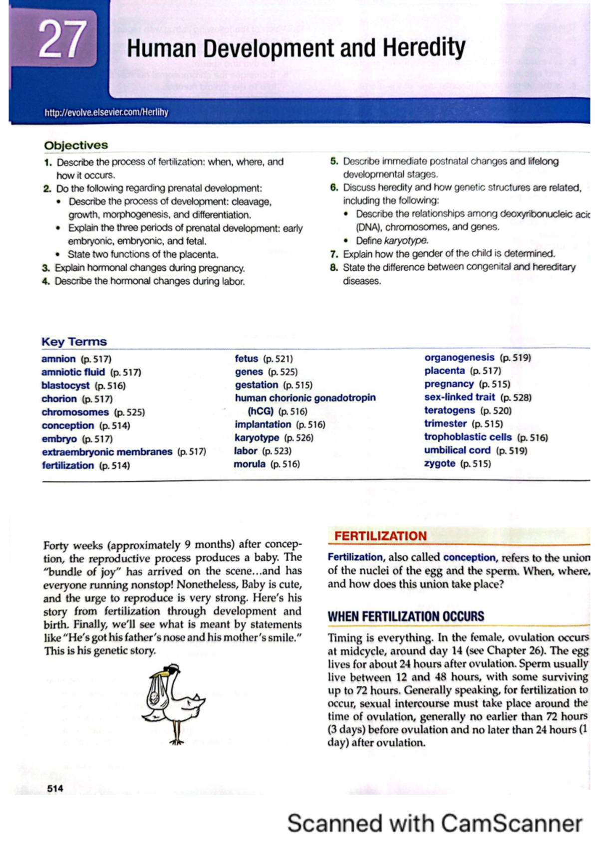 Chapter 27 Human Development and Heredit - Anatomy and Physiology - Studocu