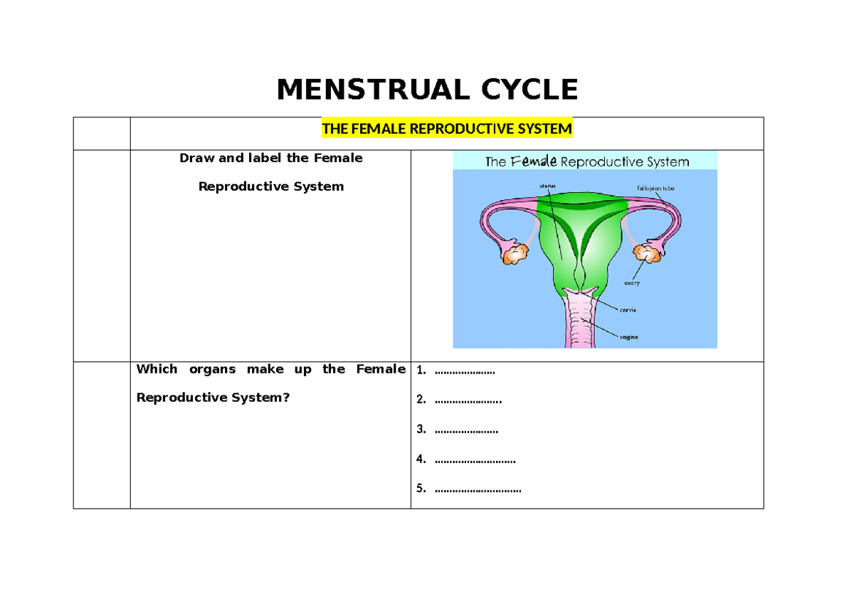 Sextual Reproductive System Menstrual Cycle - MENSTRUAL CYCLE THE ...
