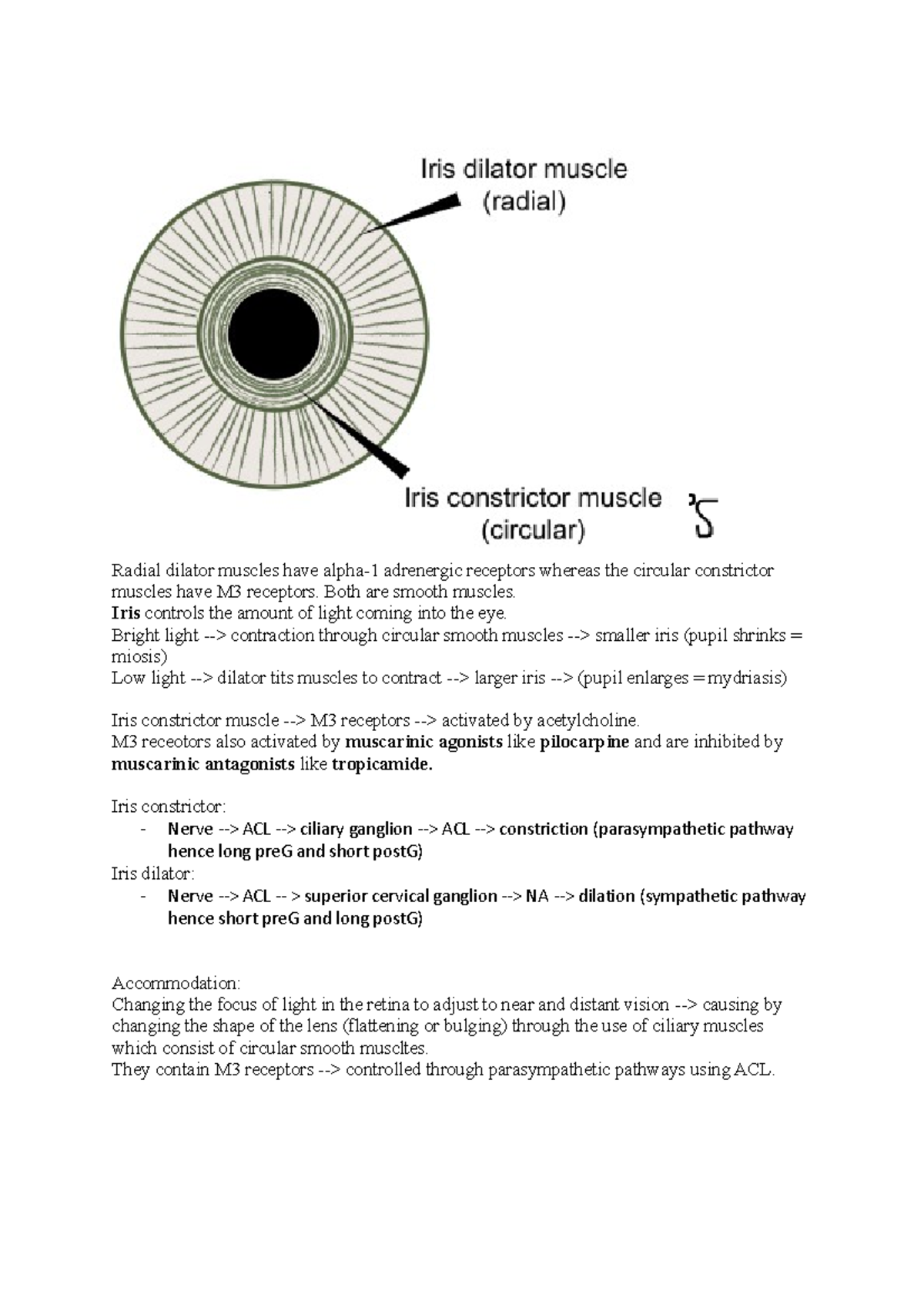 Eye prac notes Radial dilator muscles have alpha1 adrenergic