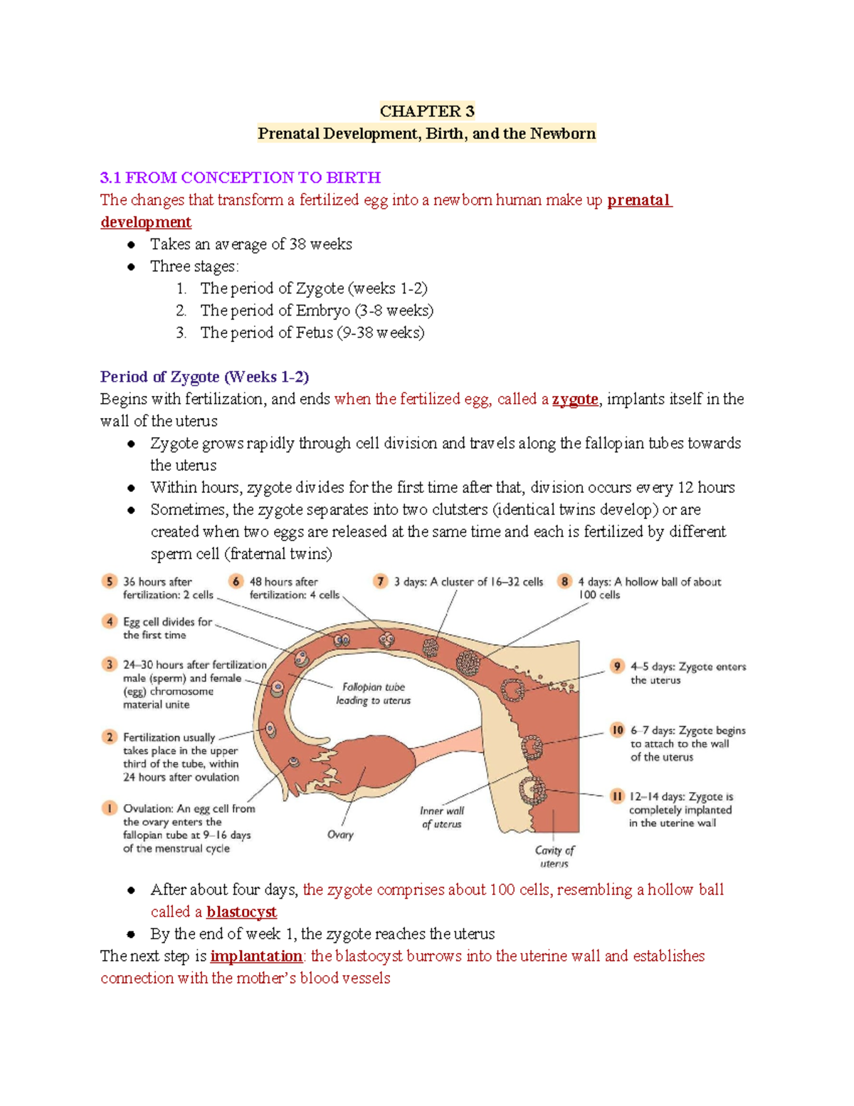 Chapter 3 - Textbook Notes - CHAPTER 3 Prenatal Development, Birth, And ...