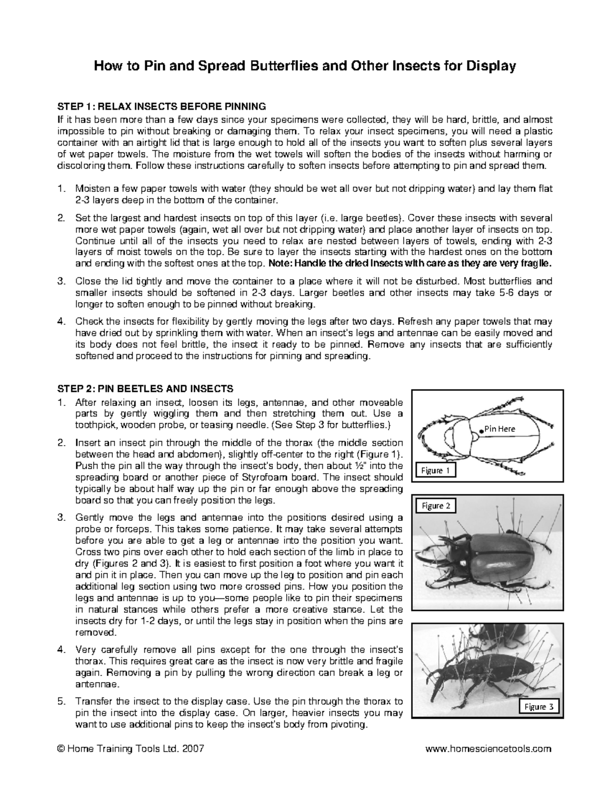 Insect Pinning for dry insects © Home Training Tools Ltd. 2007